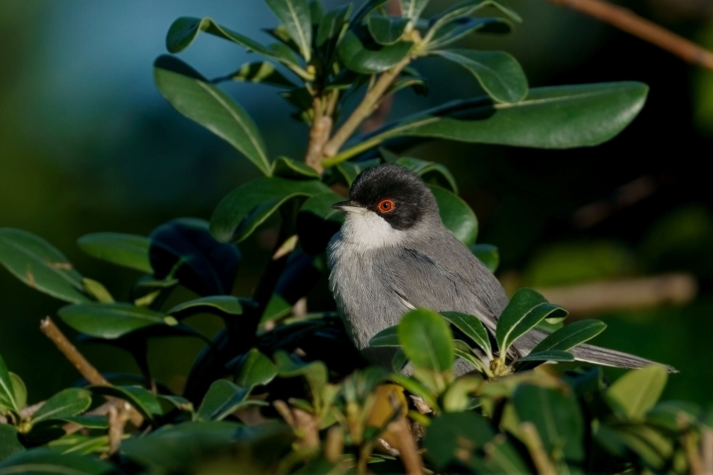 Occhiocotto nella siepe di pitosforo