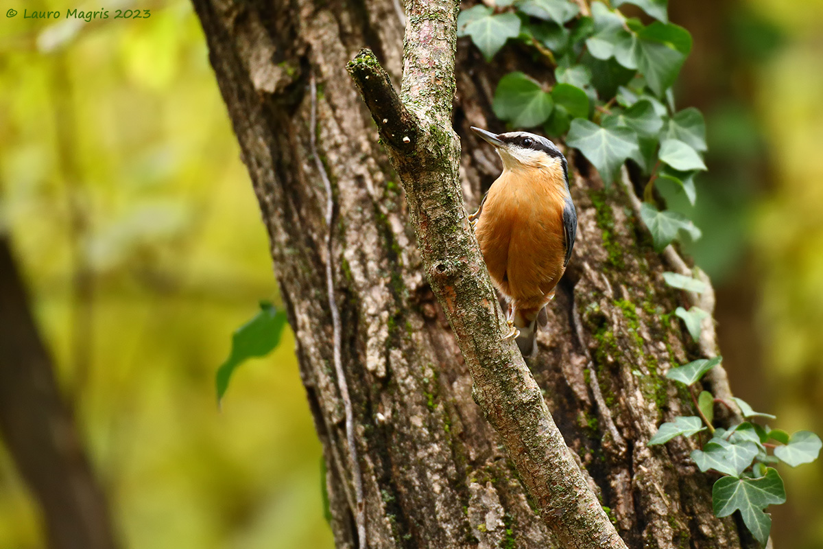 Climbing the trunk