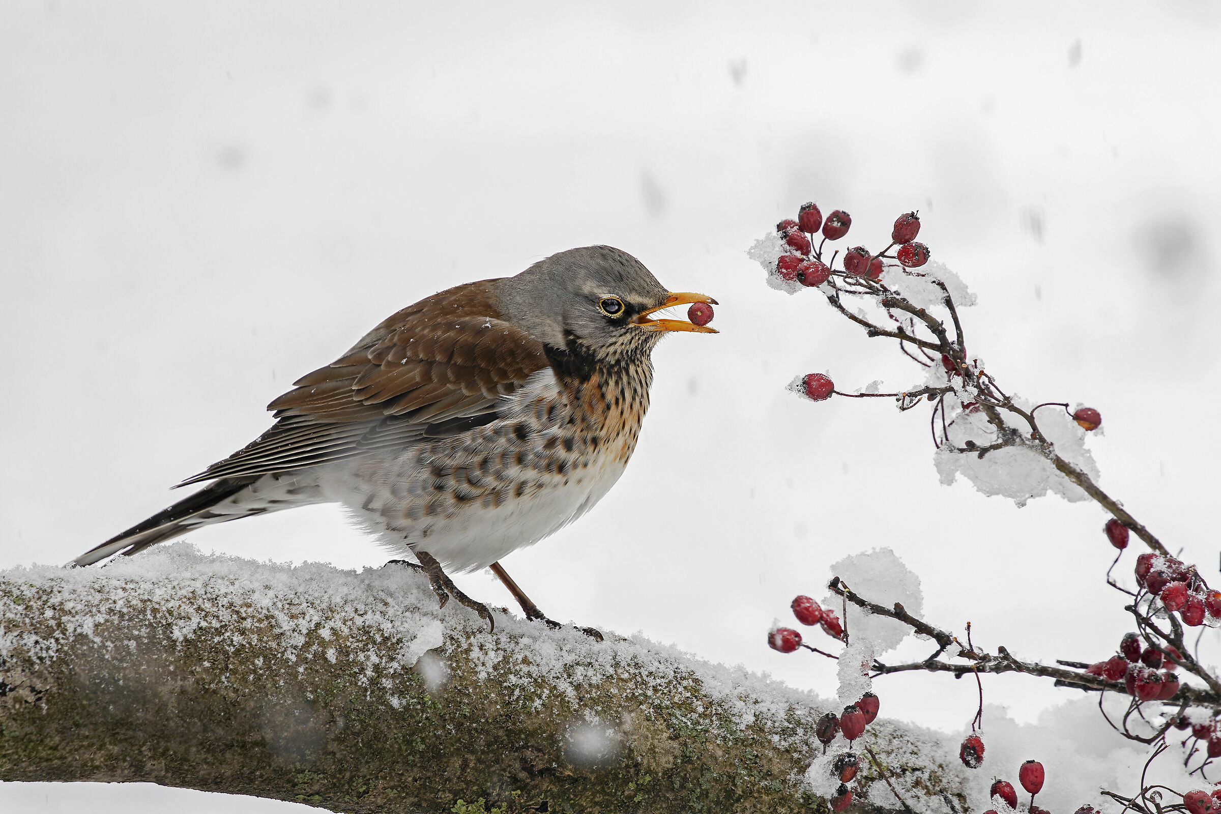 Fieldfare