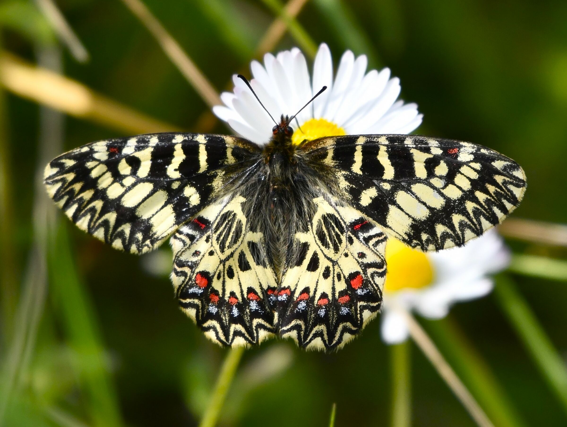 Zerynthia Polyxena 2