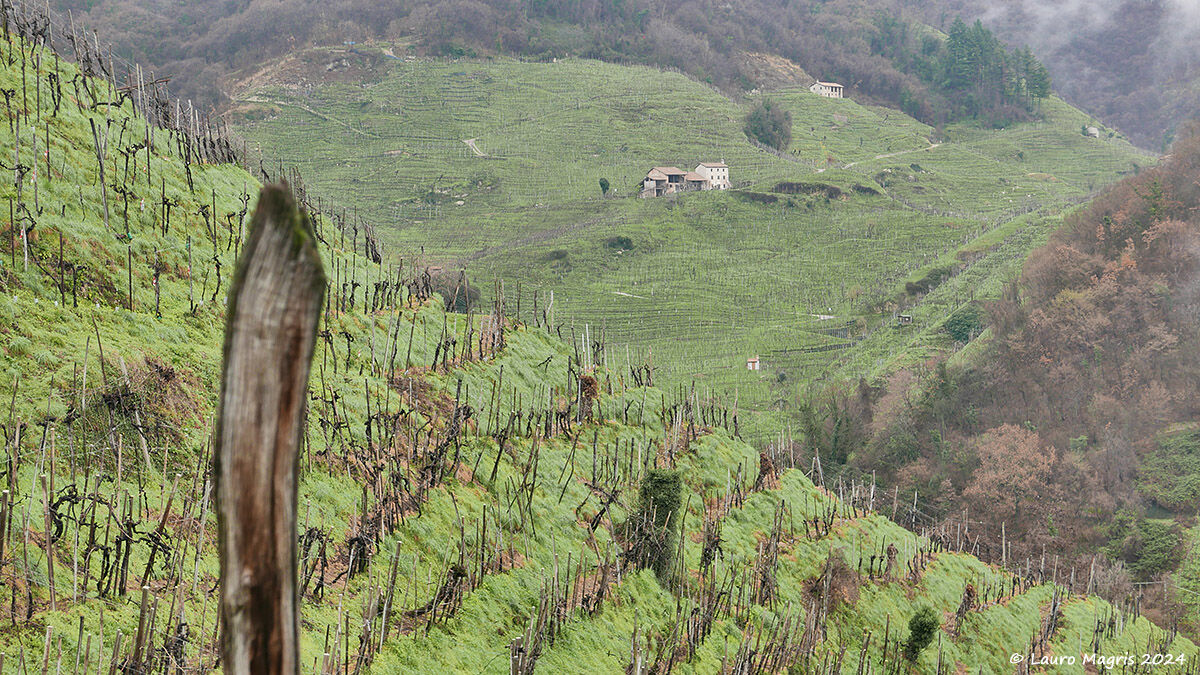 Steep vineyards
