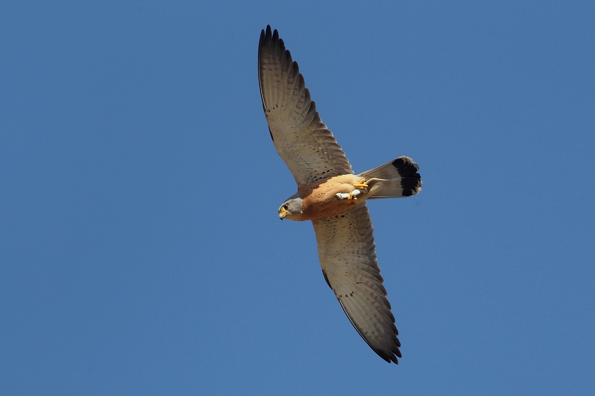 Lesser Kestrel male with prey