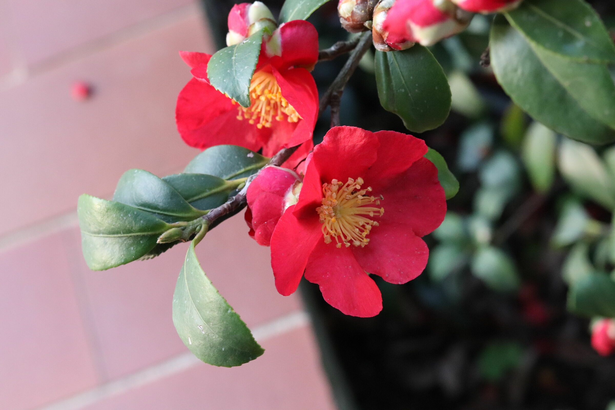 camelia fioritura tardiva