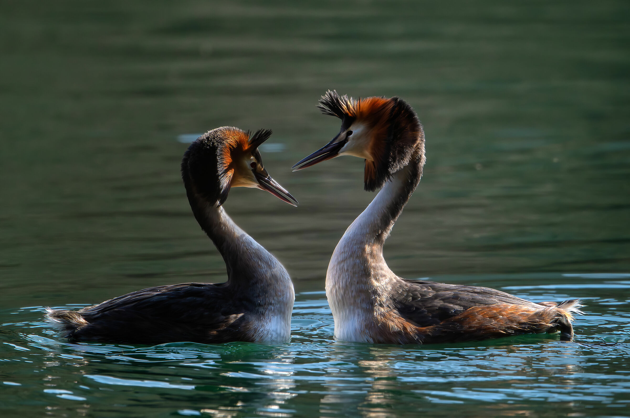 Grebes