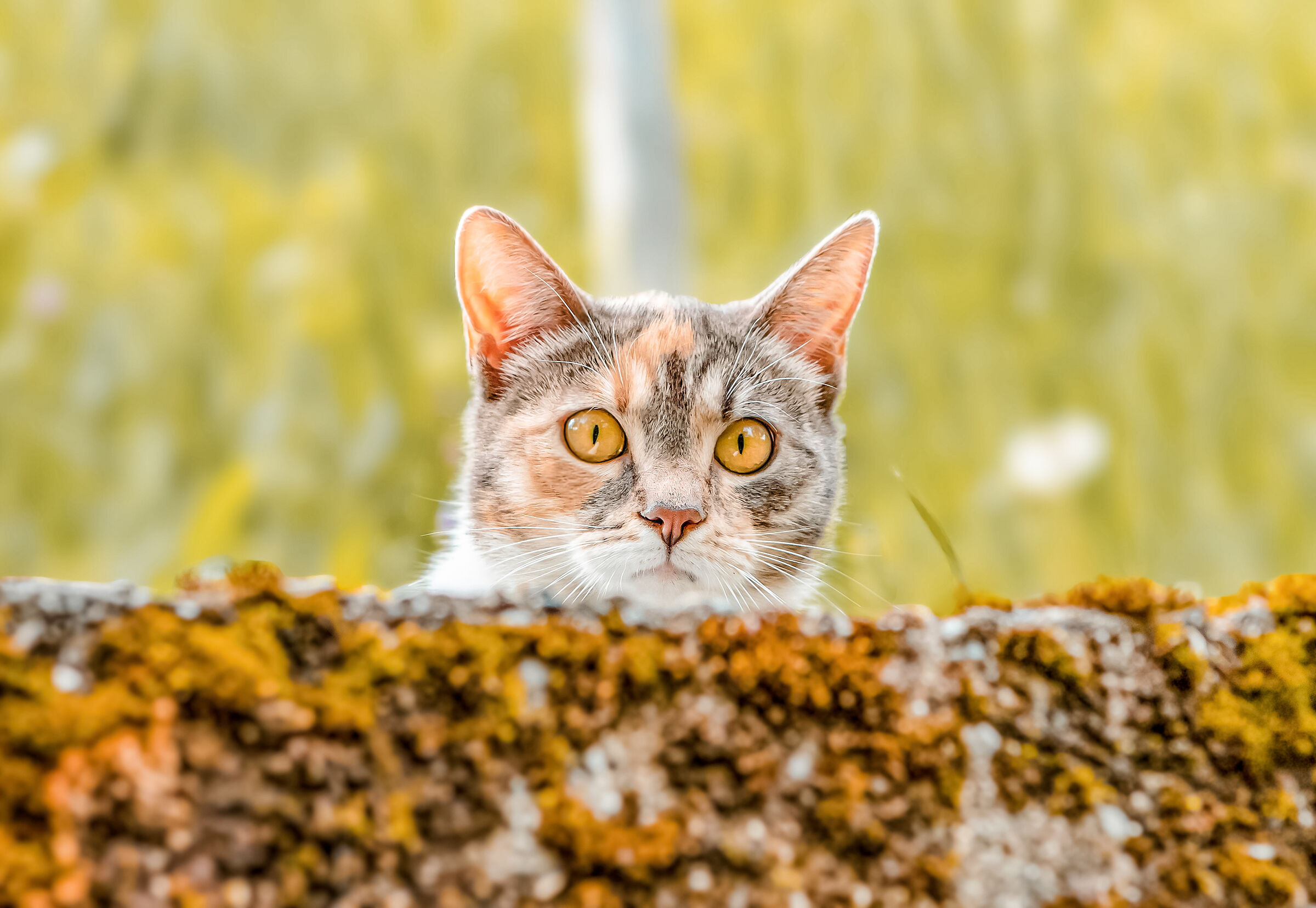 curious kitten .eyes wide open waiting for the leap