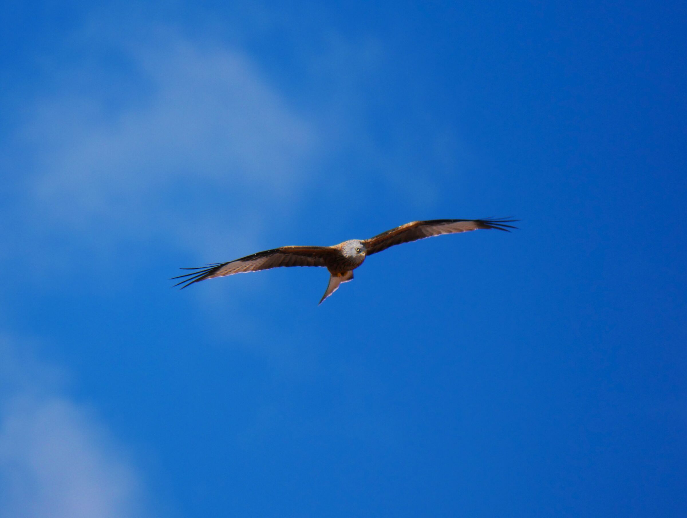The Falcon