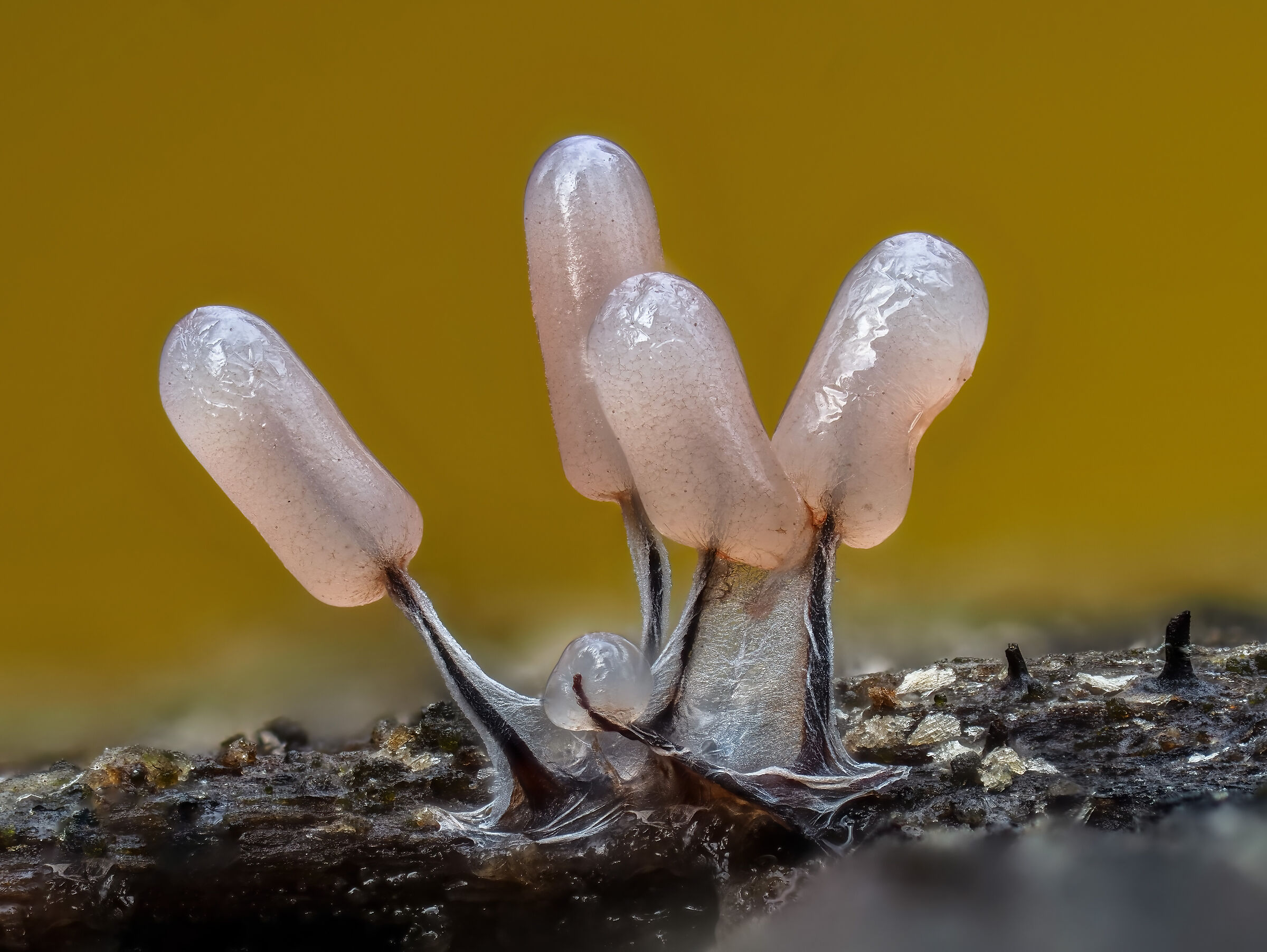 Stemonitopsis typhina