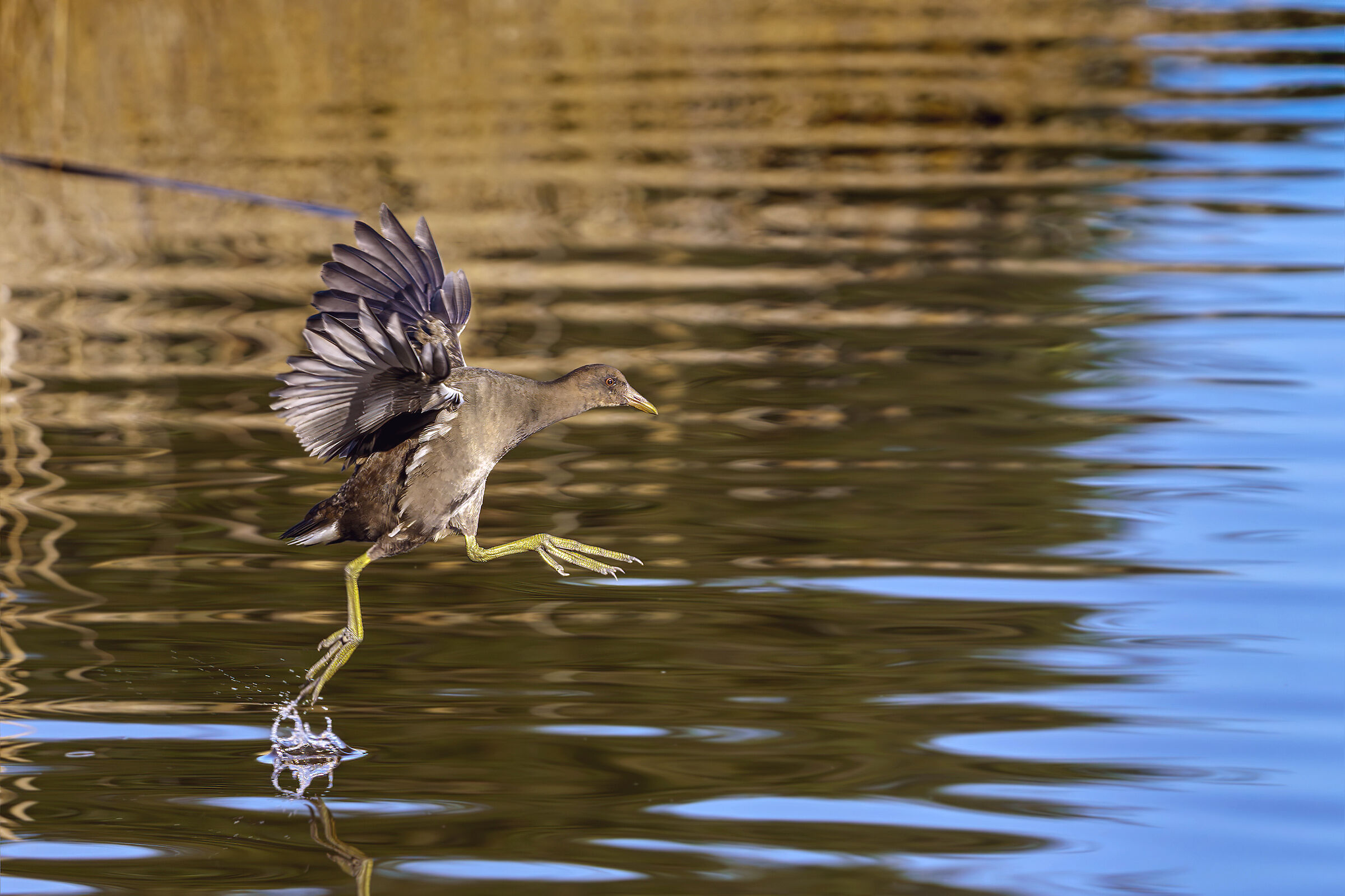 Giovane Gallinella - provate a prendermi !!
