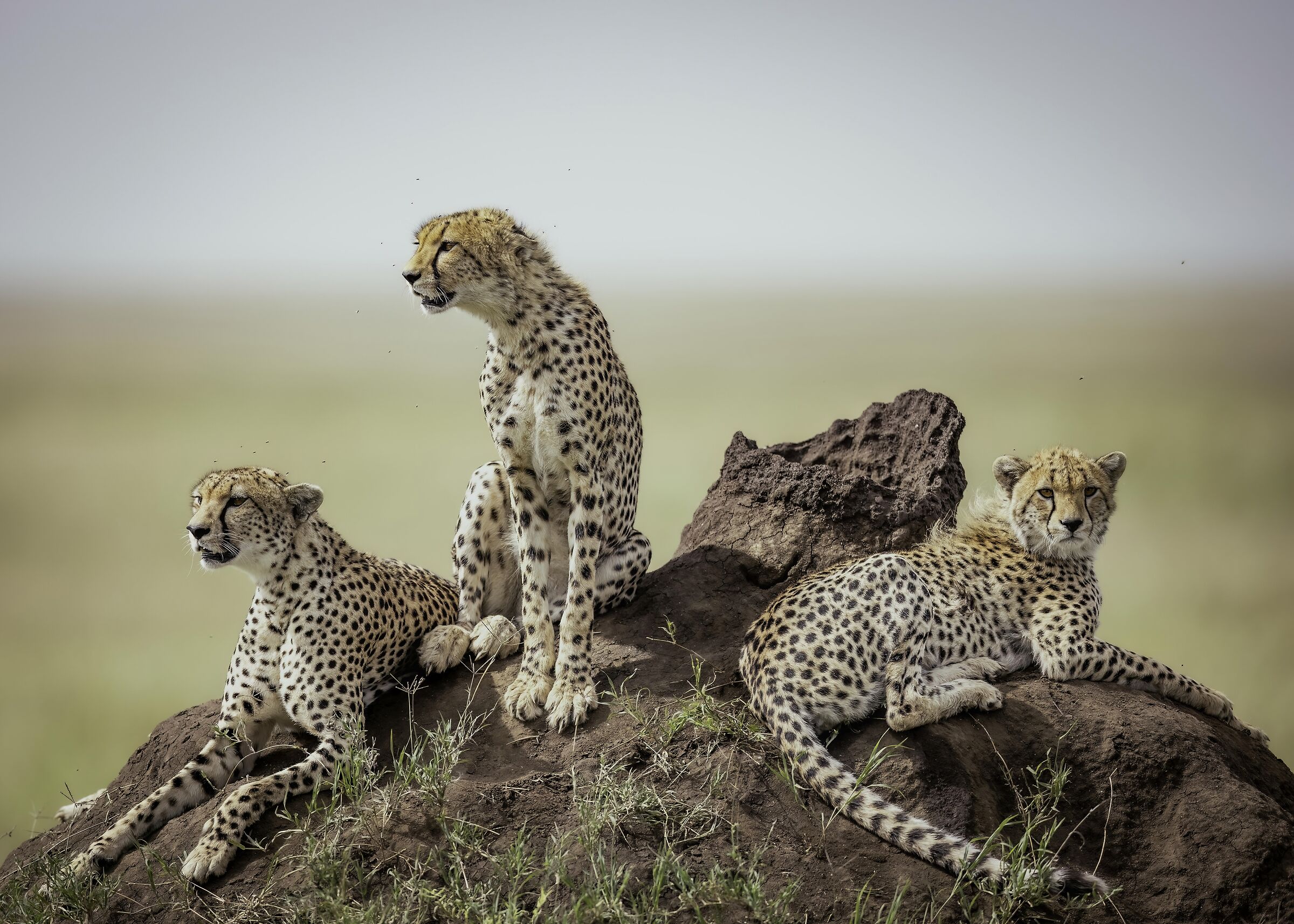 Family