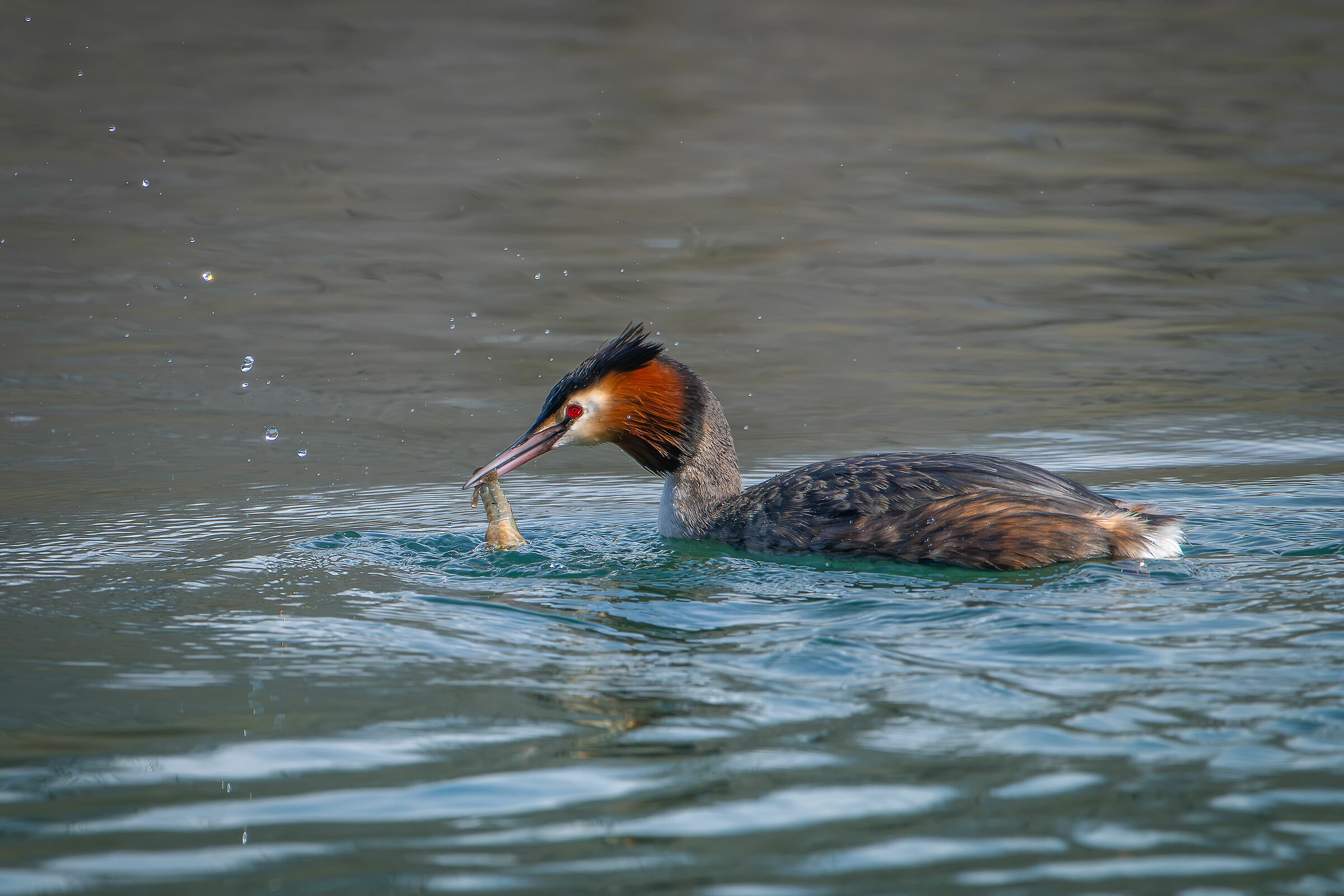 Grebe with prey