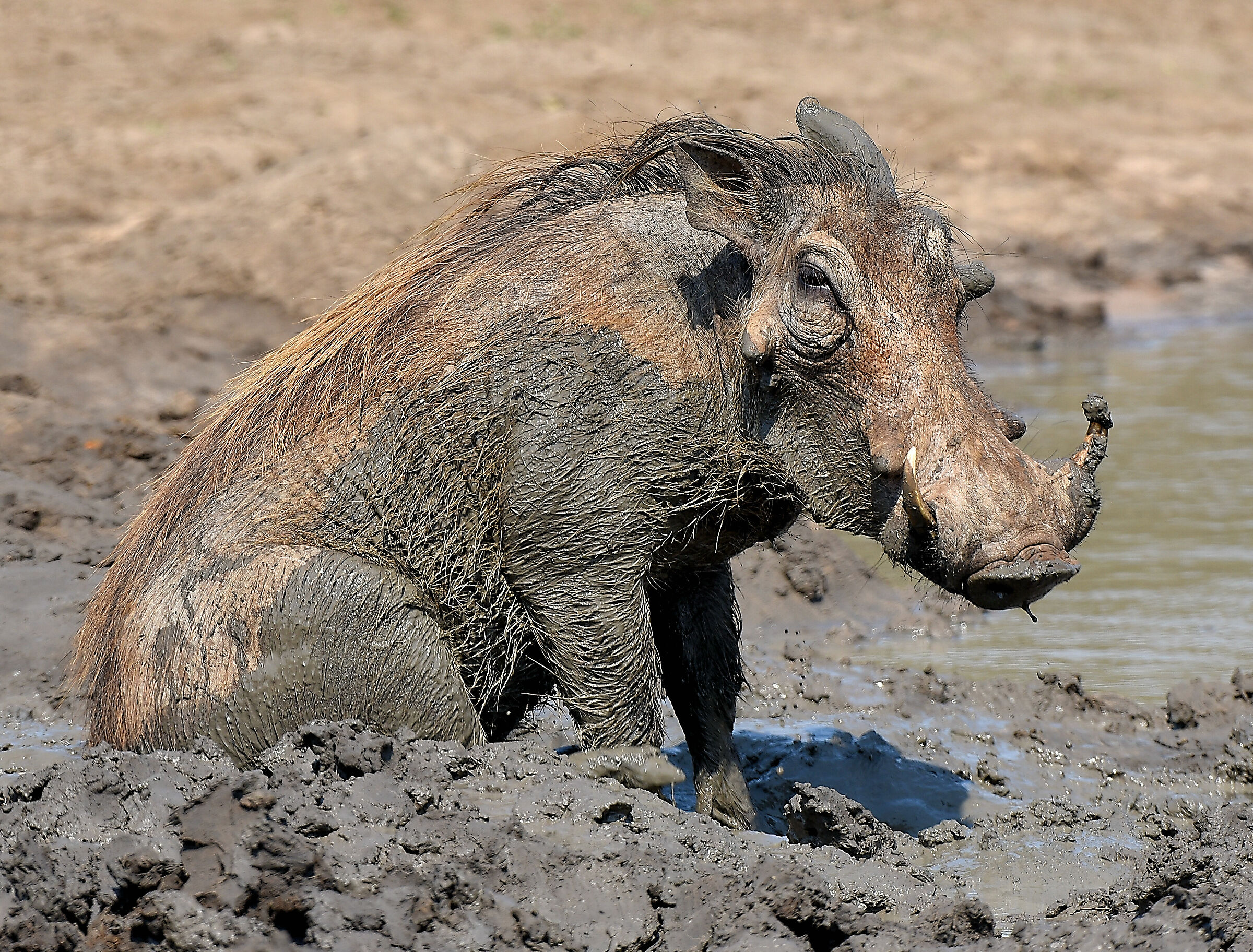The Mud Bath