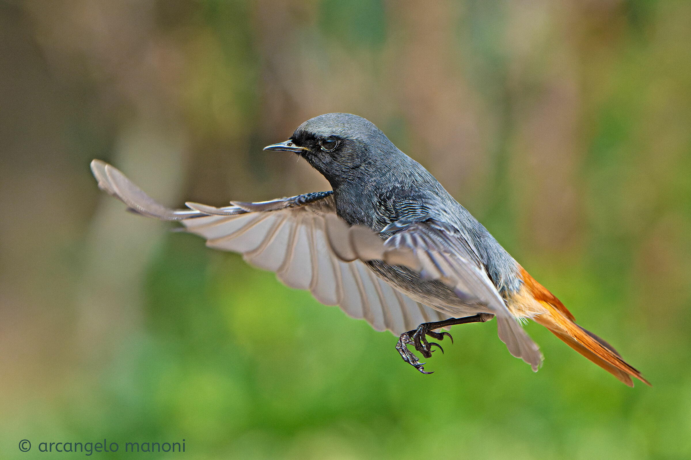 La corsa al posatoio