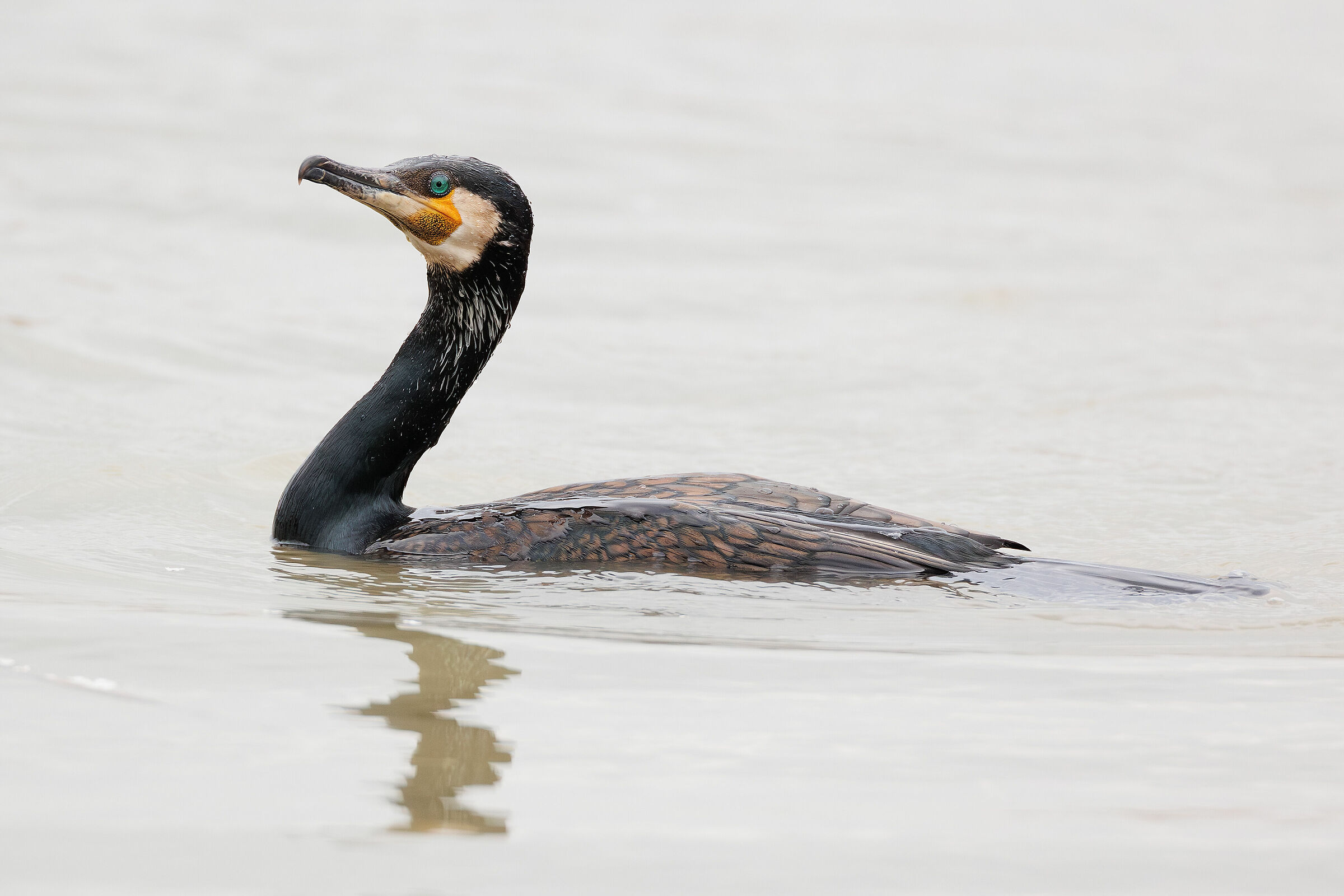 Cormorano