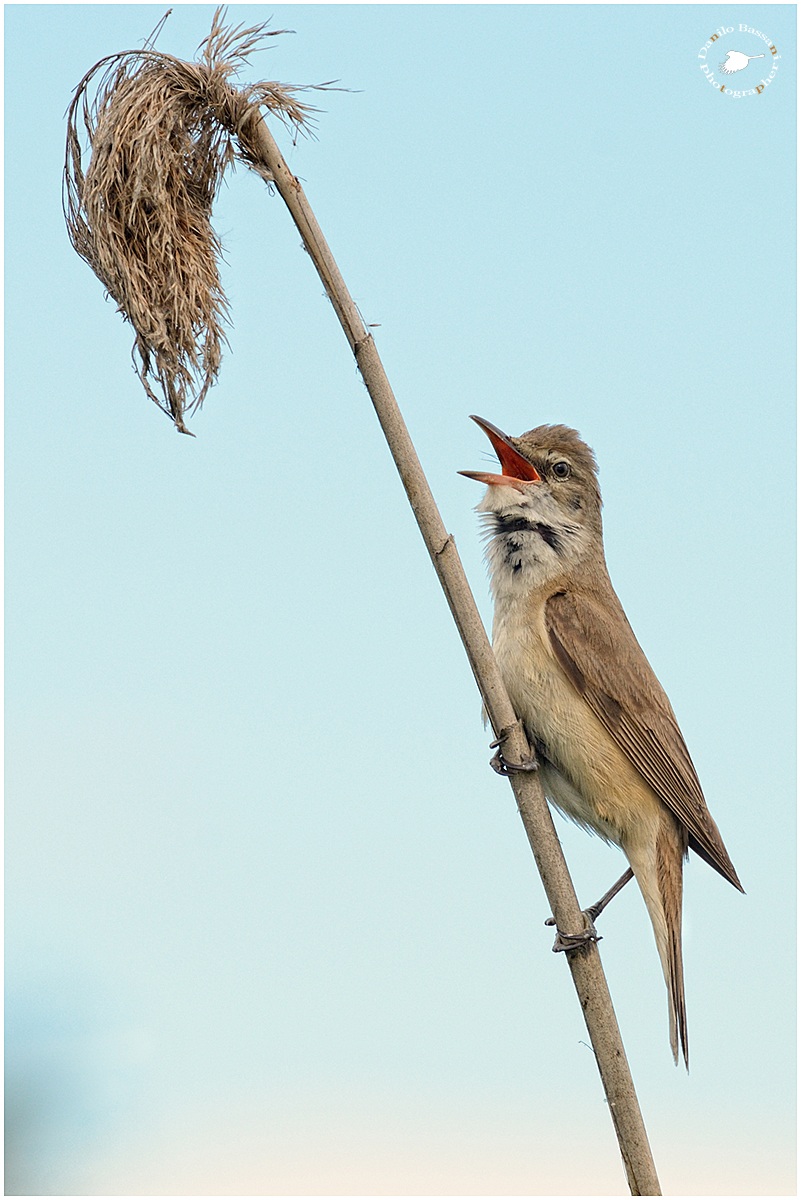 Ugolala D'Ooro ,il Re del Canneto