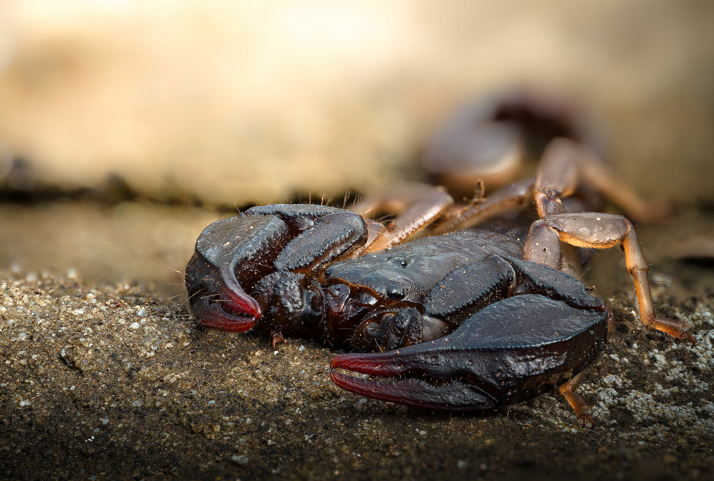 Il predatore in agguato