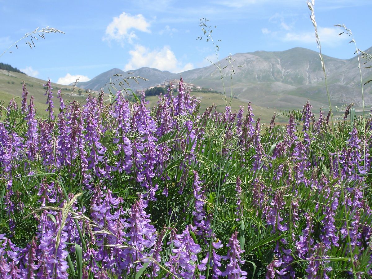 The blossoming of Castelluccio