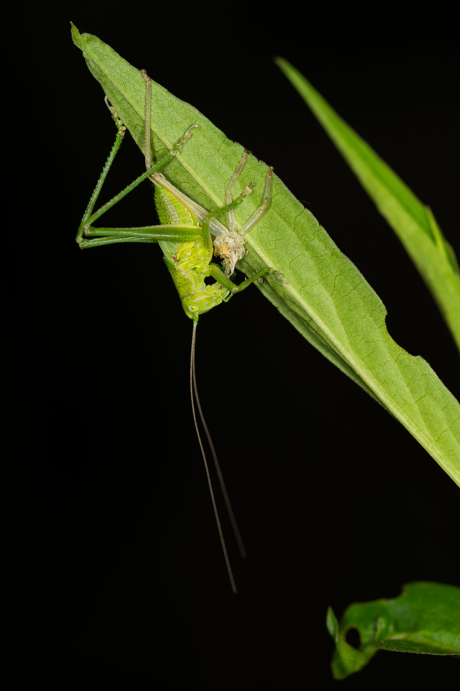 La muta della Tettigonia viridissima, 8