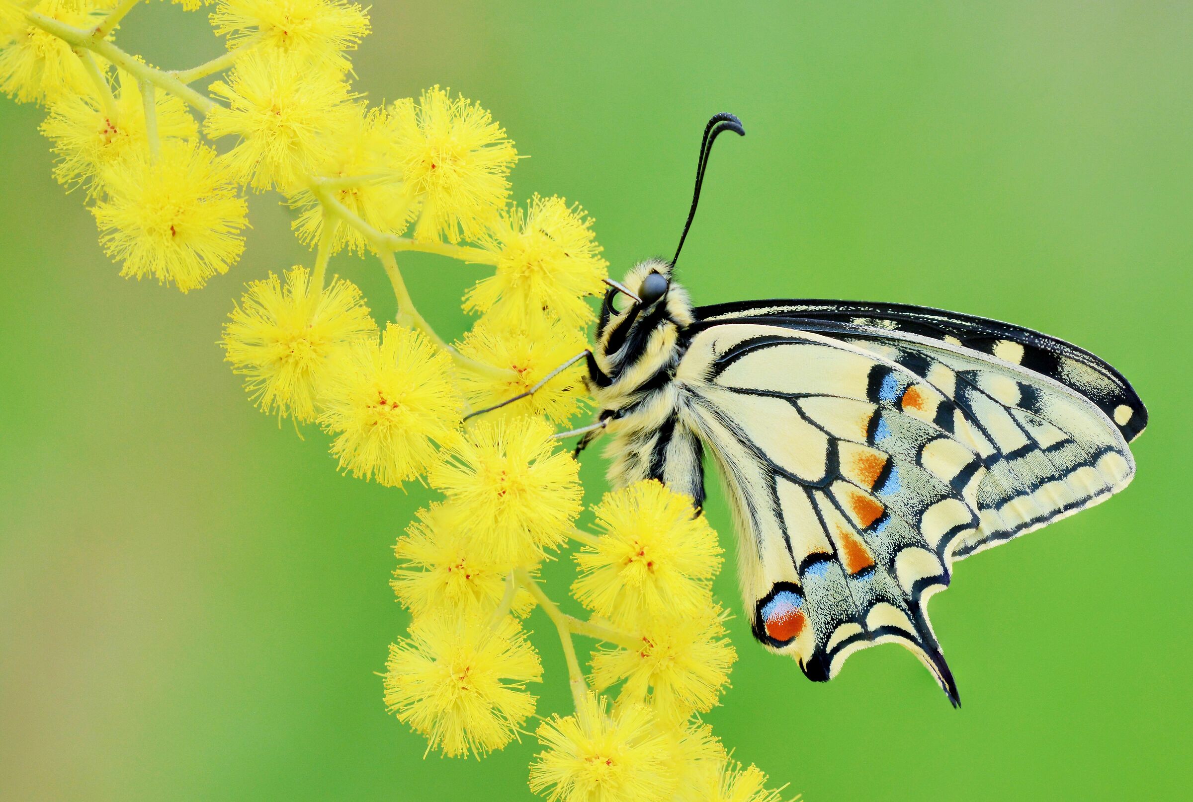 Macaone su mimosa
