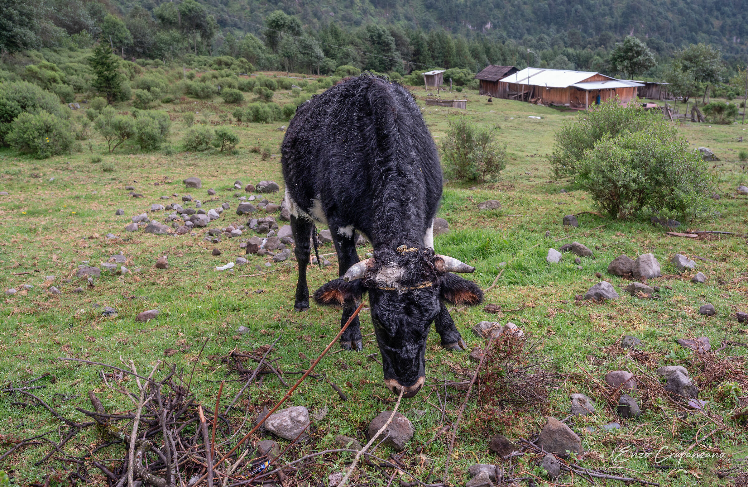 Chilapa 1