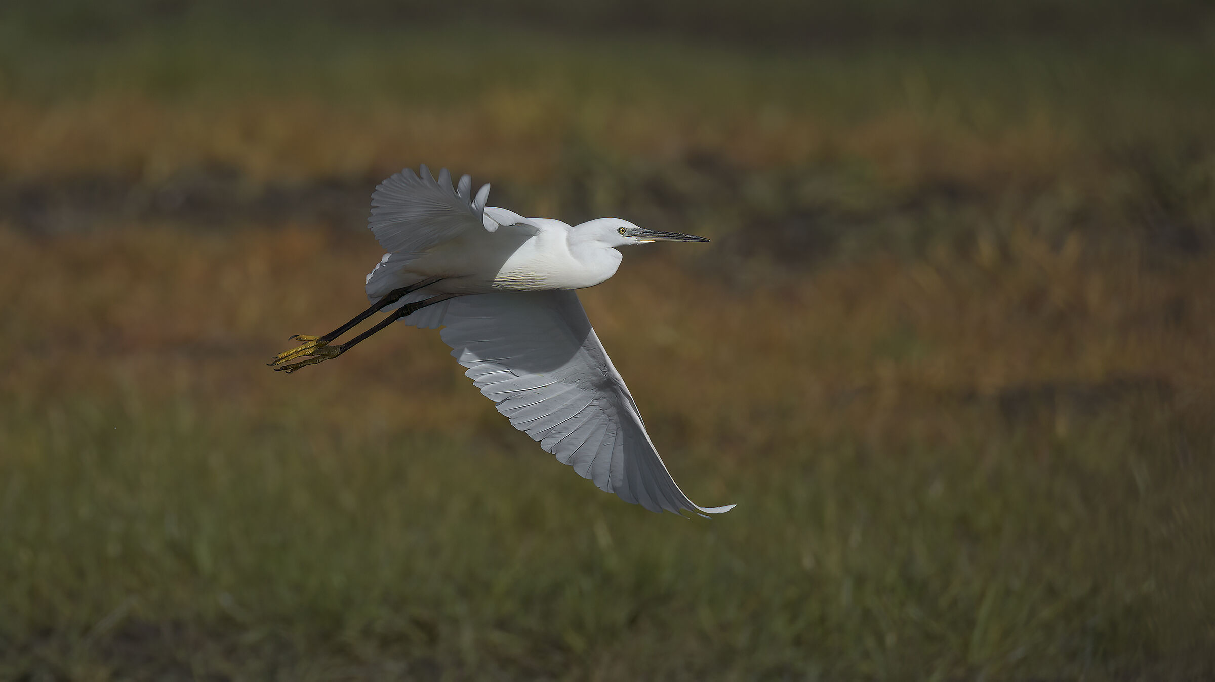 in volo circa 40 metri