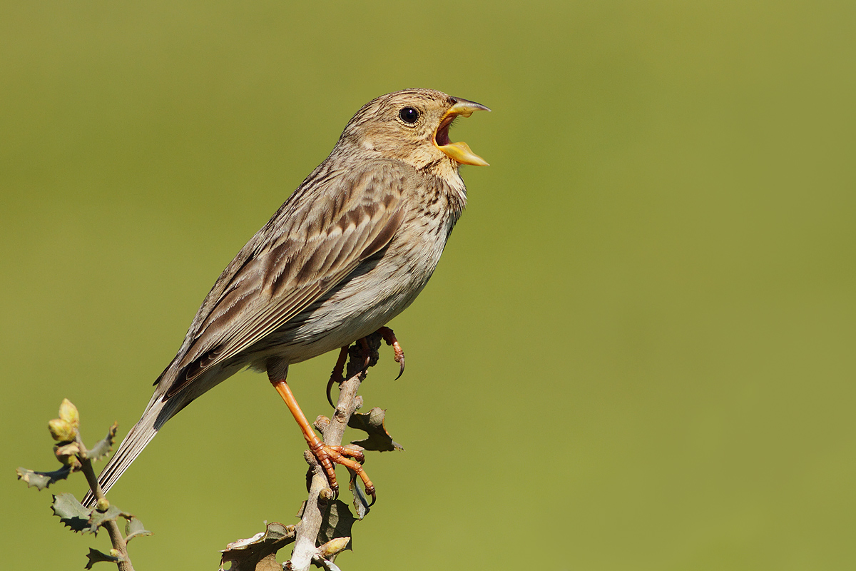Vincero', vinceeeeeeeerooooooooooooo'!!!!!!!!