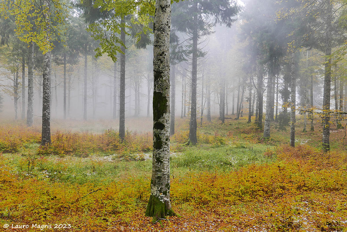 La nebbia silenziosamente avanza