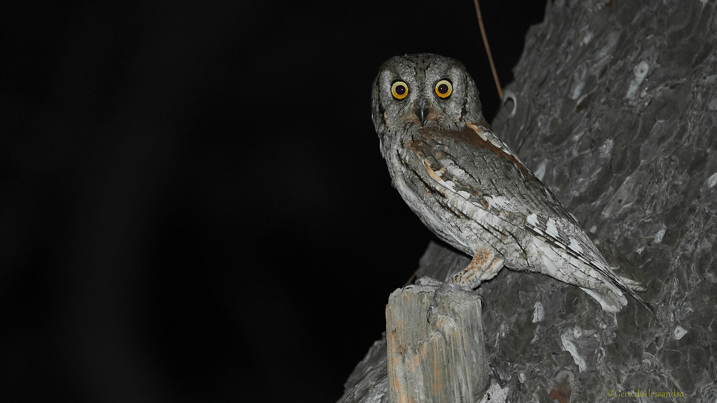 Scops owl