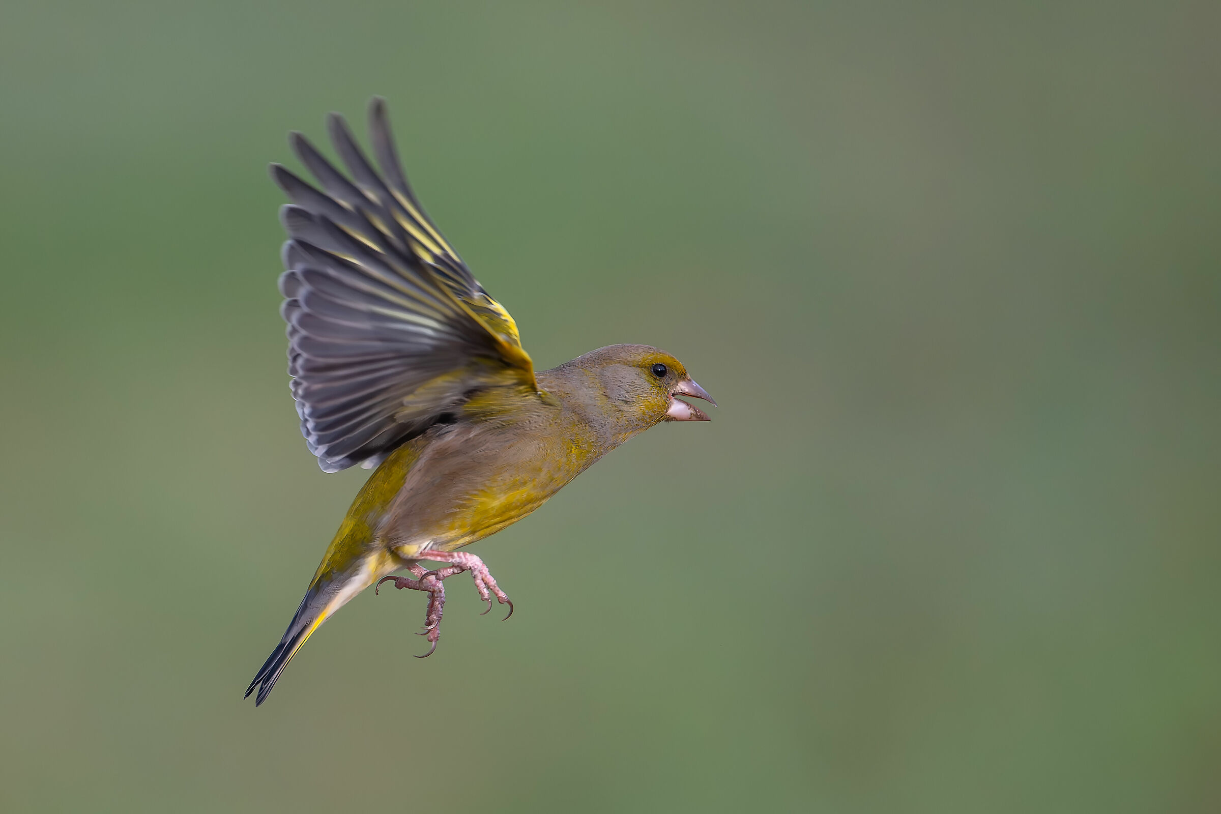 Greenfinch #capannocora