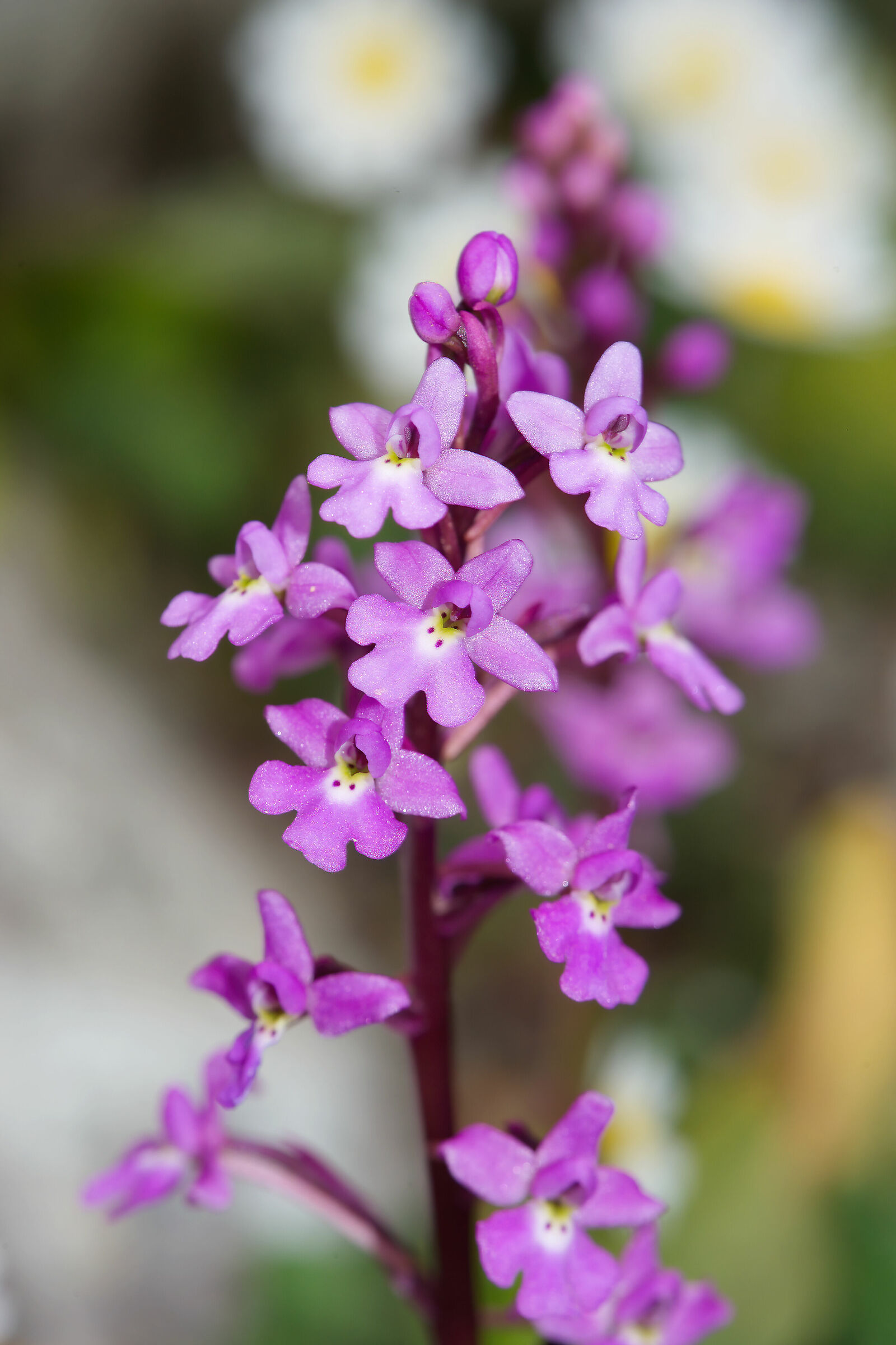 Orchis quadripunctata (Crete)