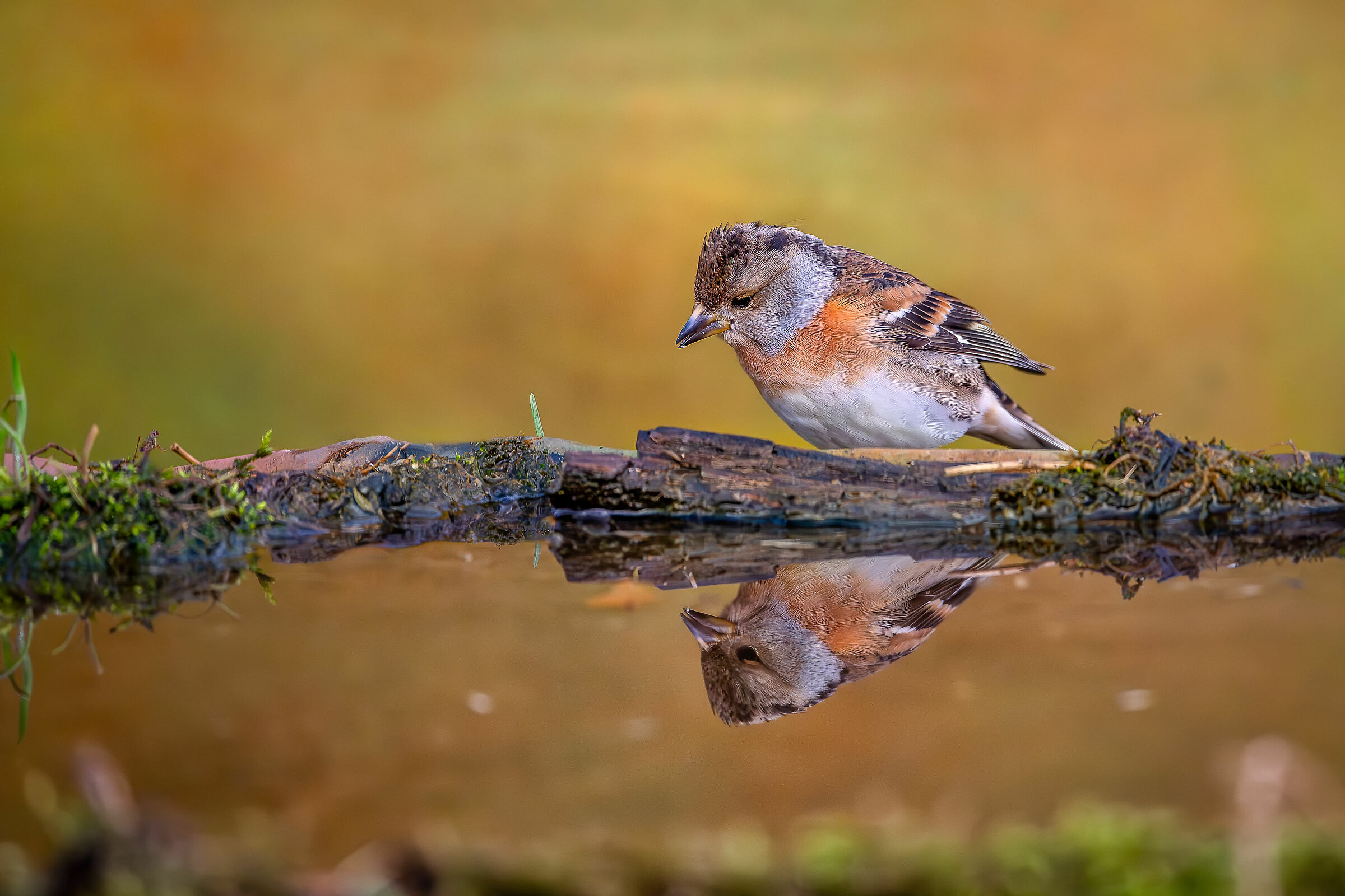 Peppola #capannocora