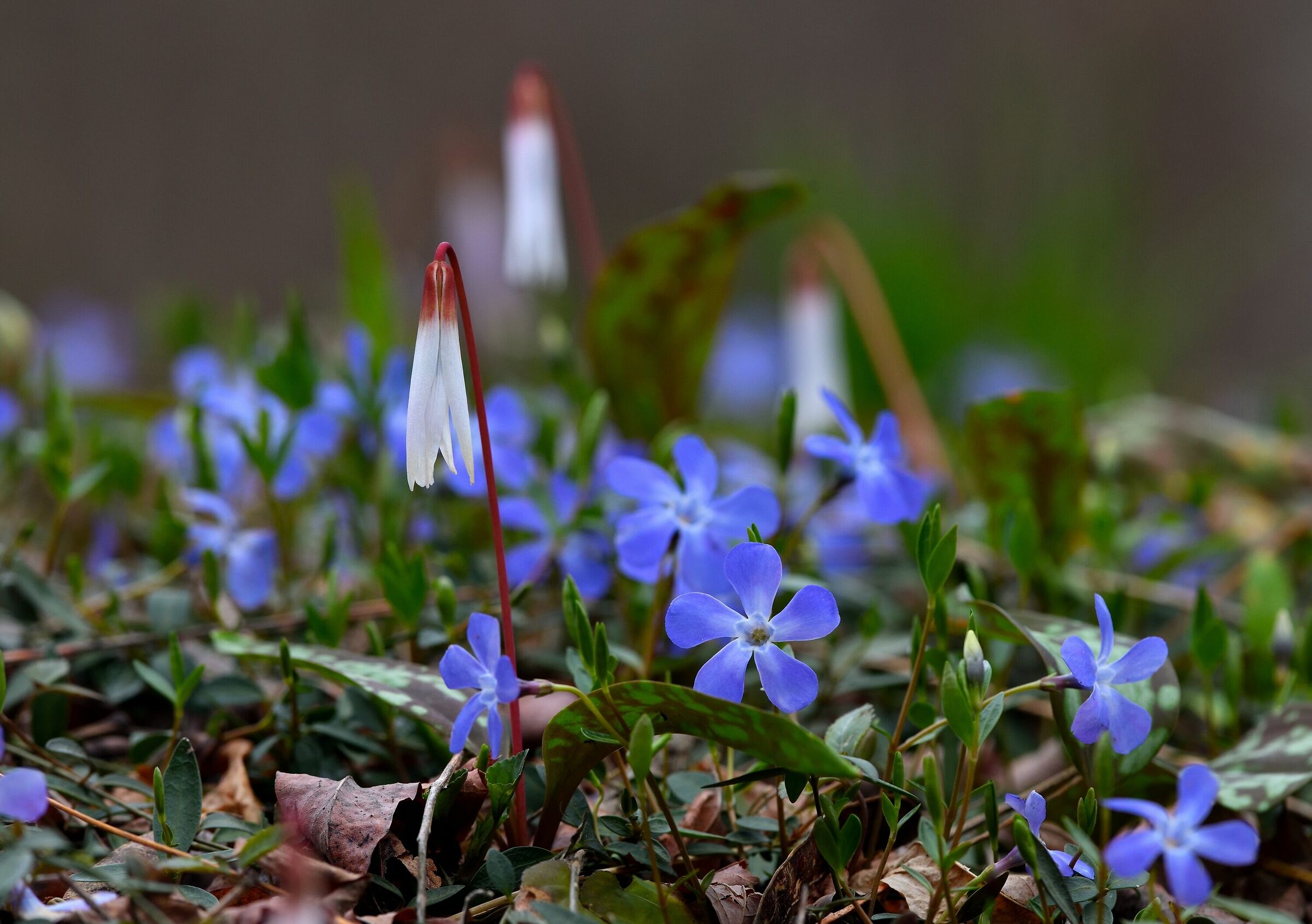 primavera nel sottobosco...
