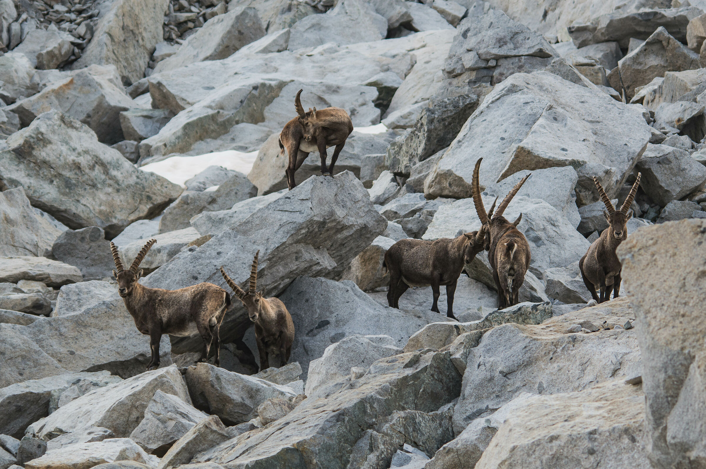 stambecchi - re di castello