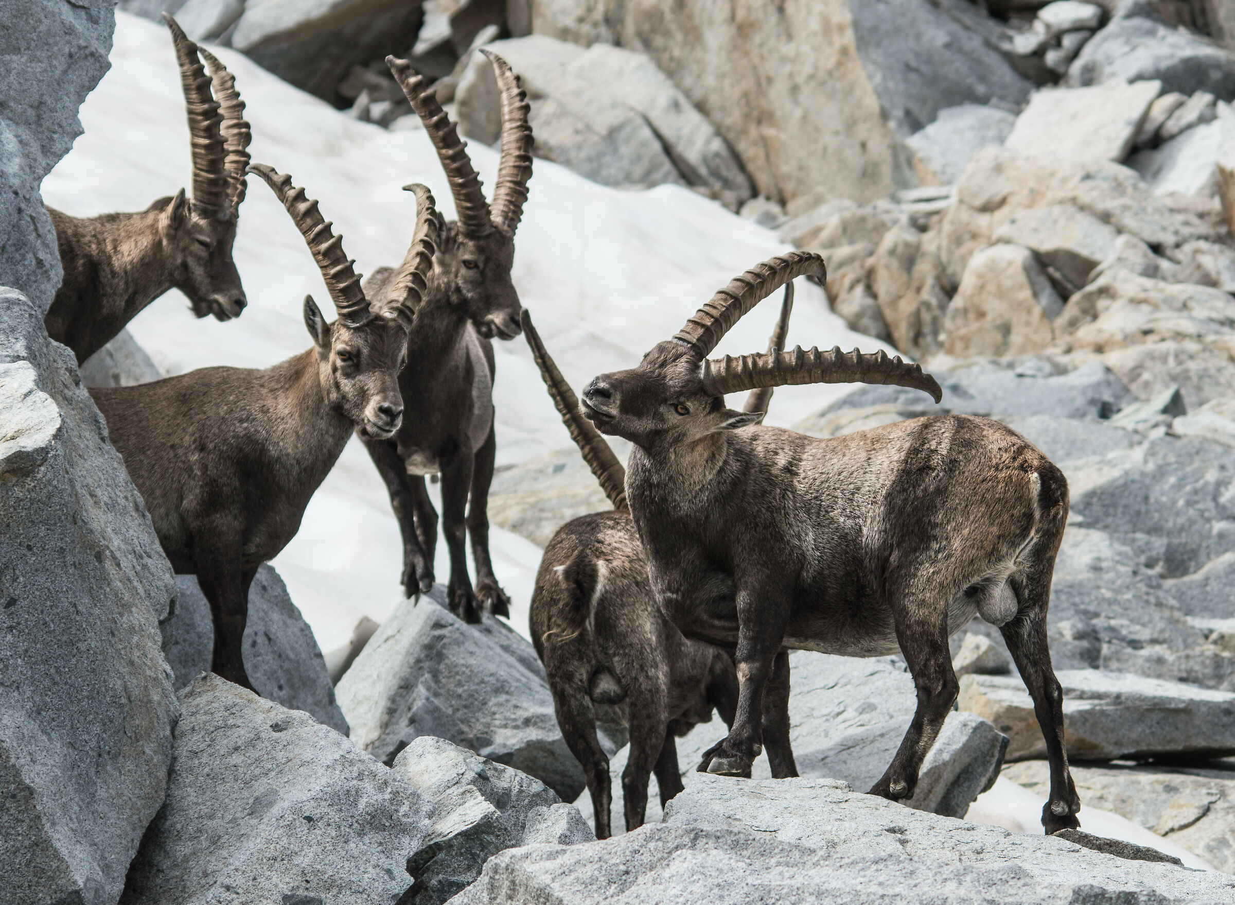 stambecchi - re di castello