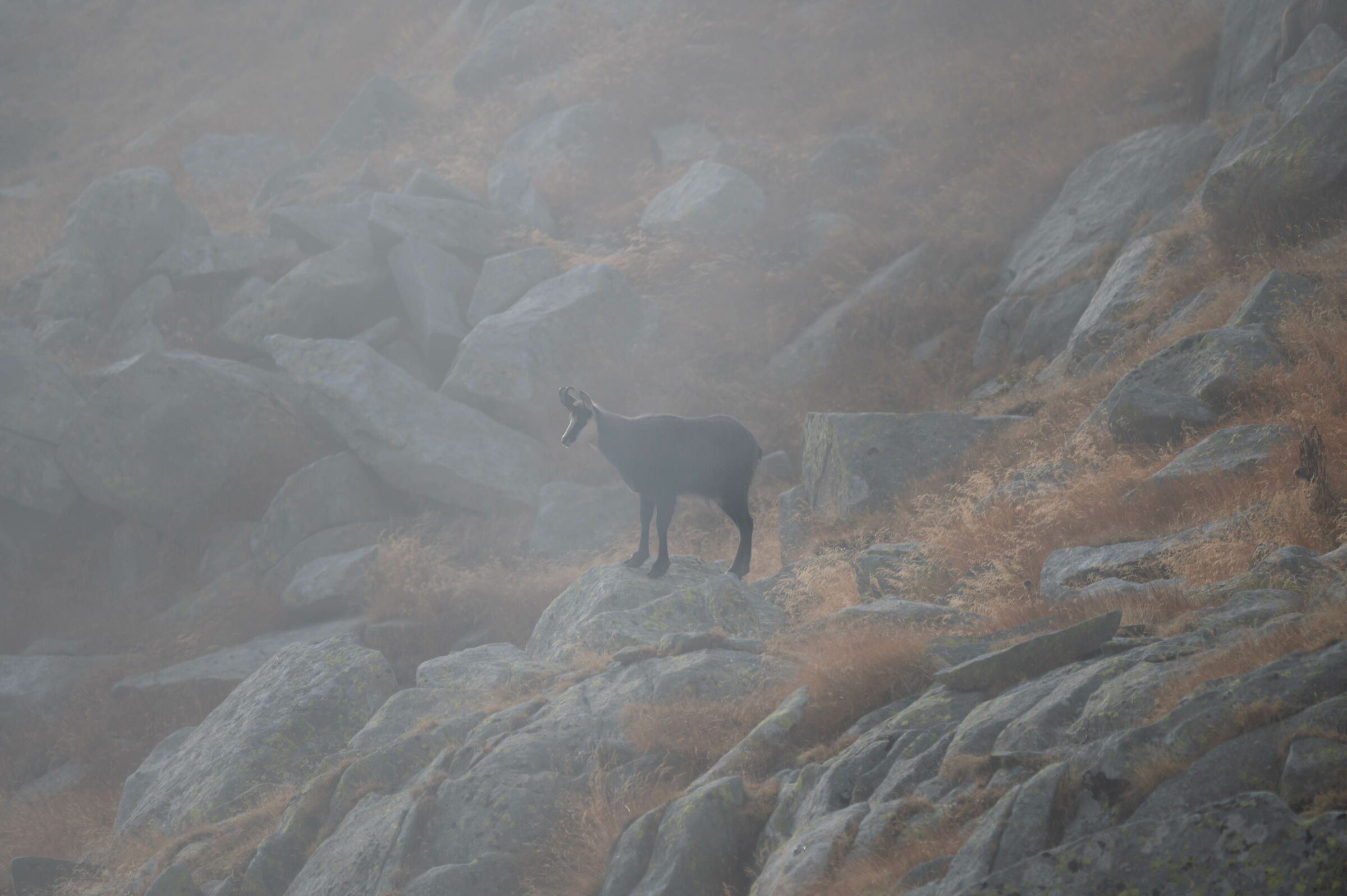 camoscio maschio giovane - val di Breguzzo