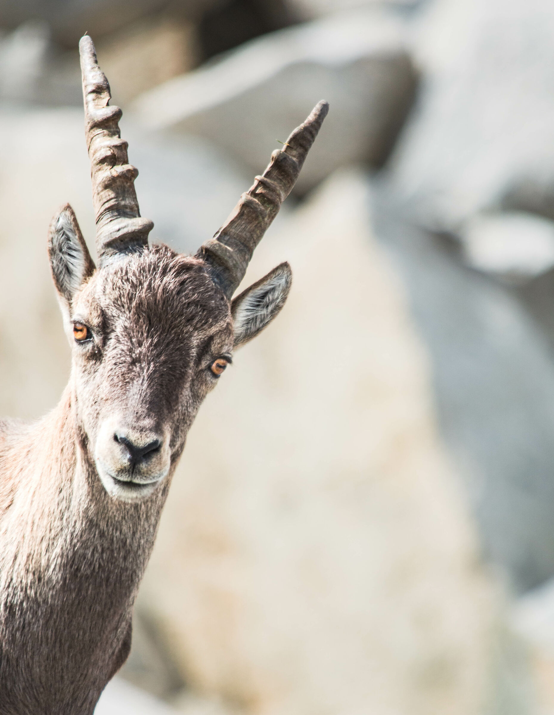 stambecco giovanissimo - Re di Castello