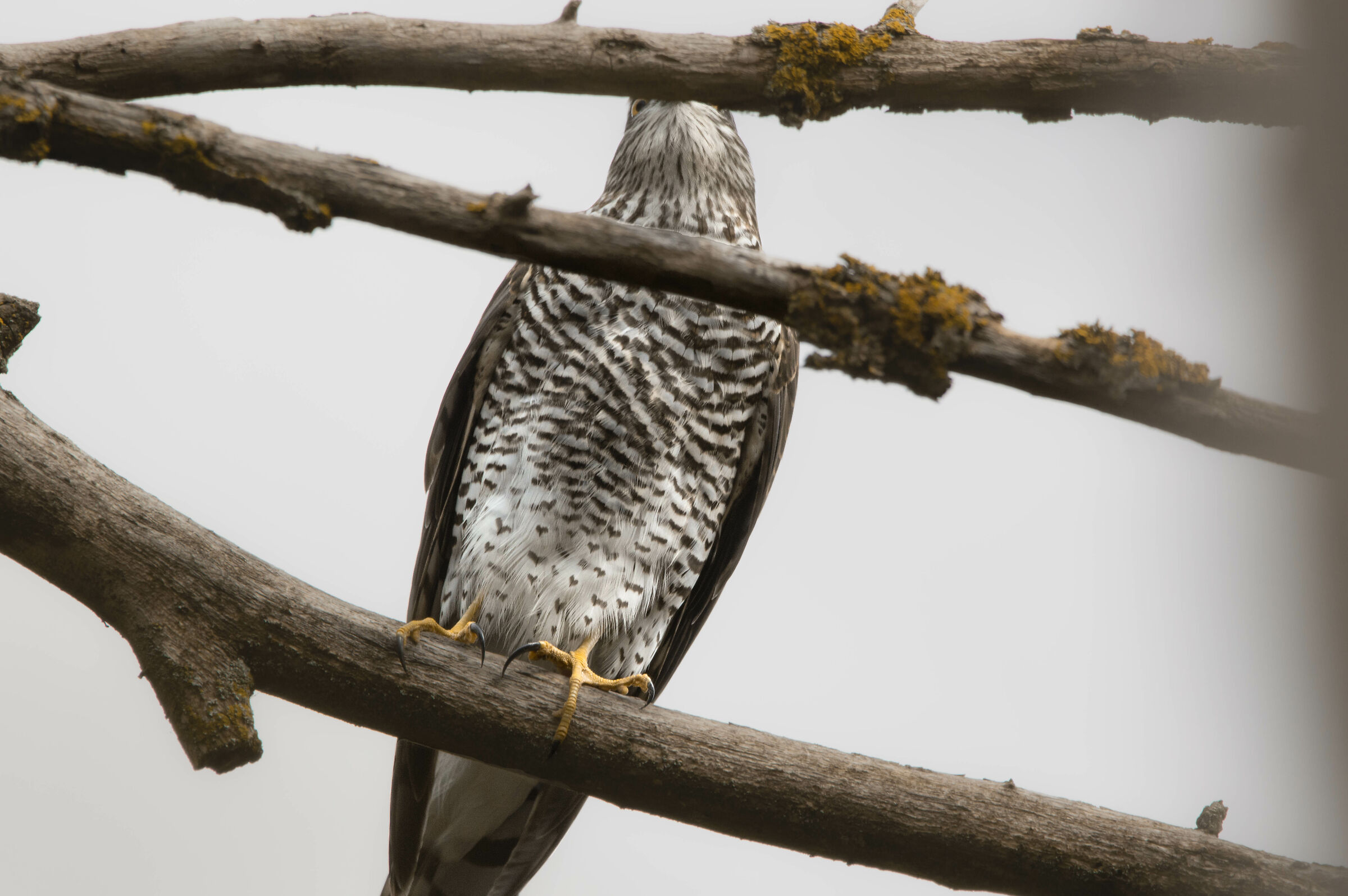 falco pecchiaiolo 3 mt sopra la mia testa