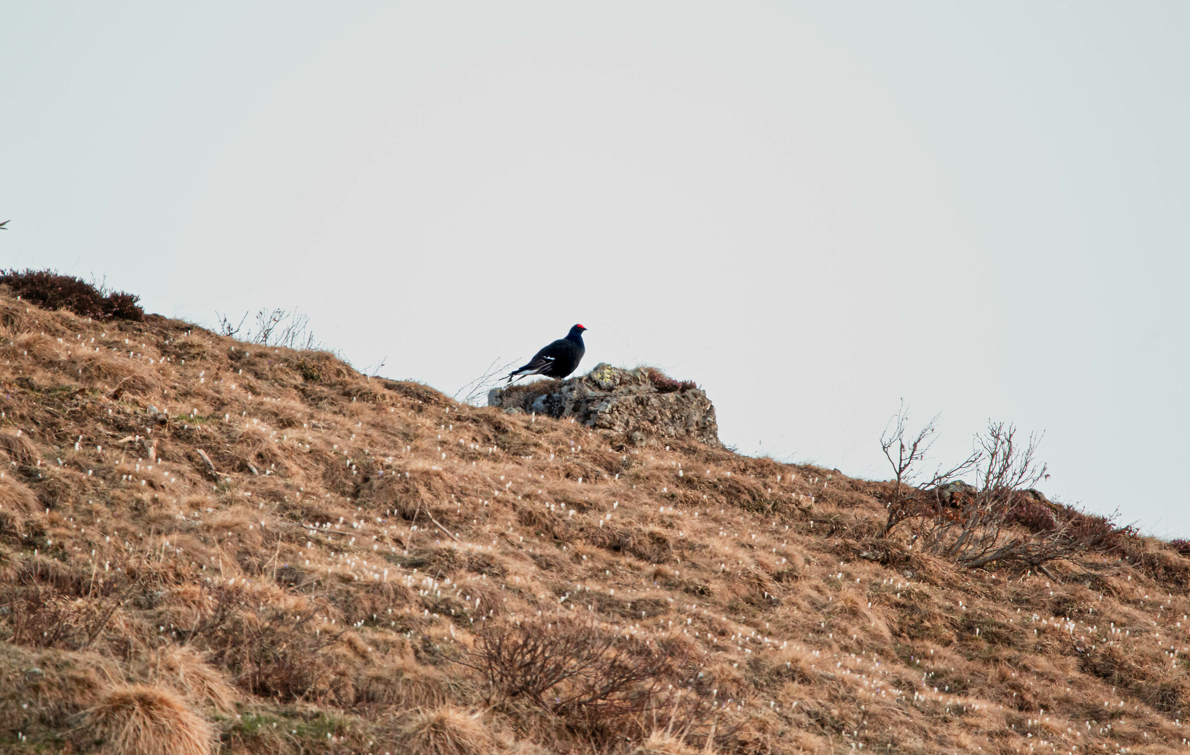 gallo forcello all'alba