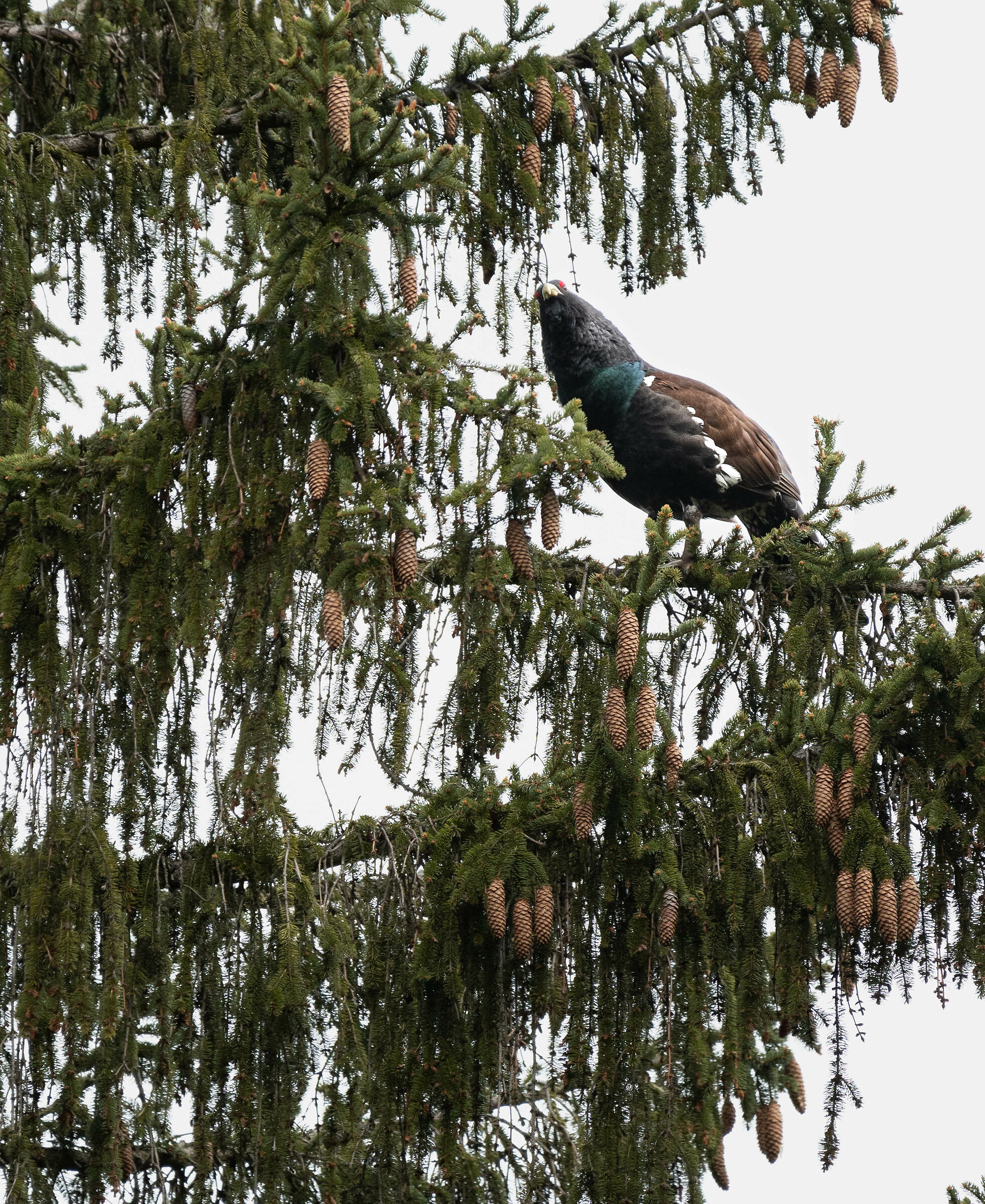 gallo cedrone a mensa
