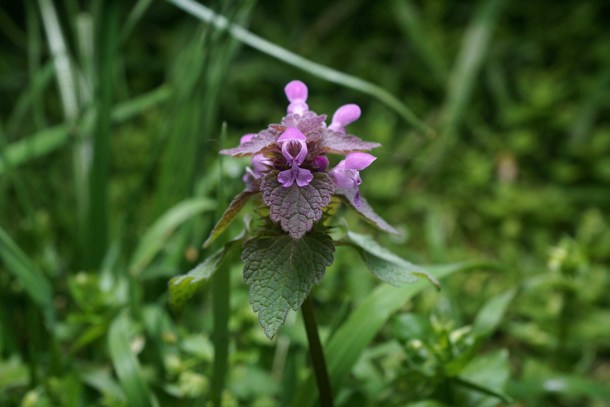 Lamium purpureum