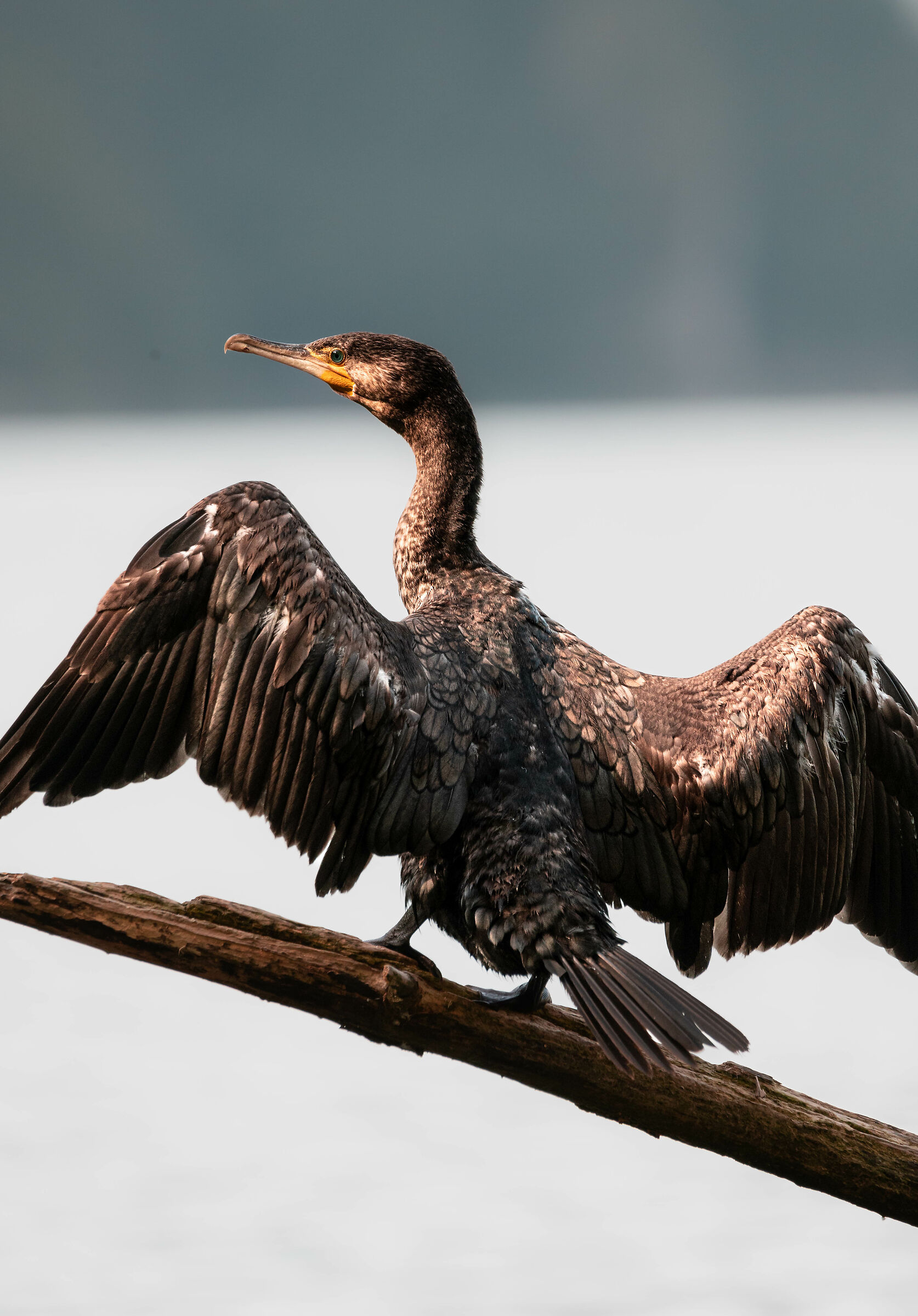 cormorano ingordo