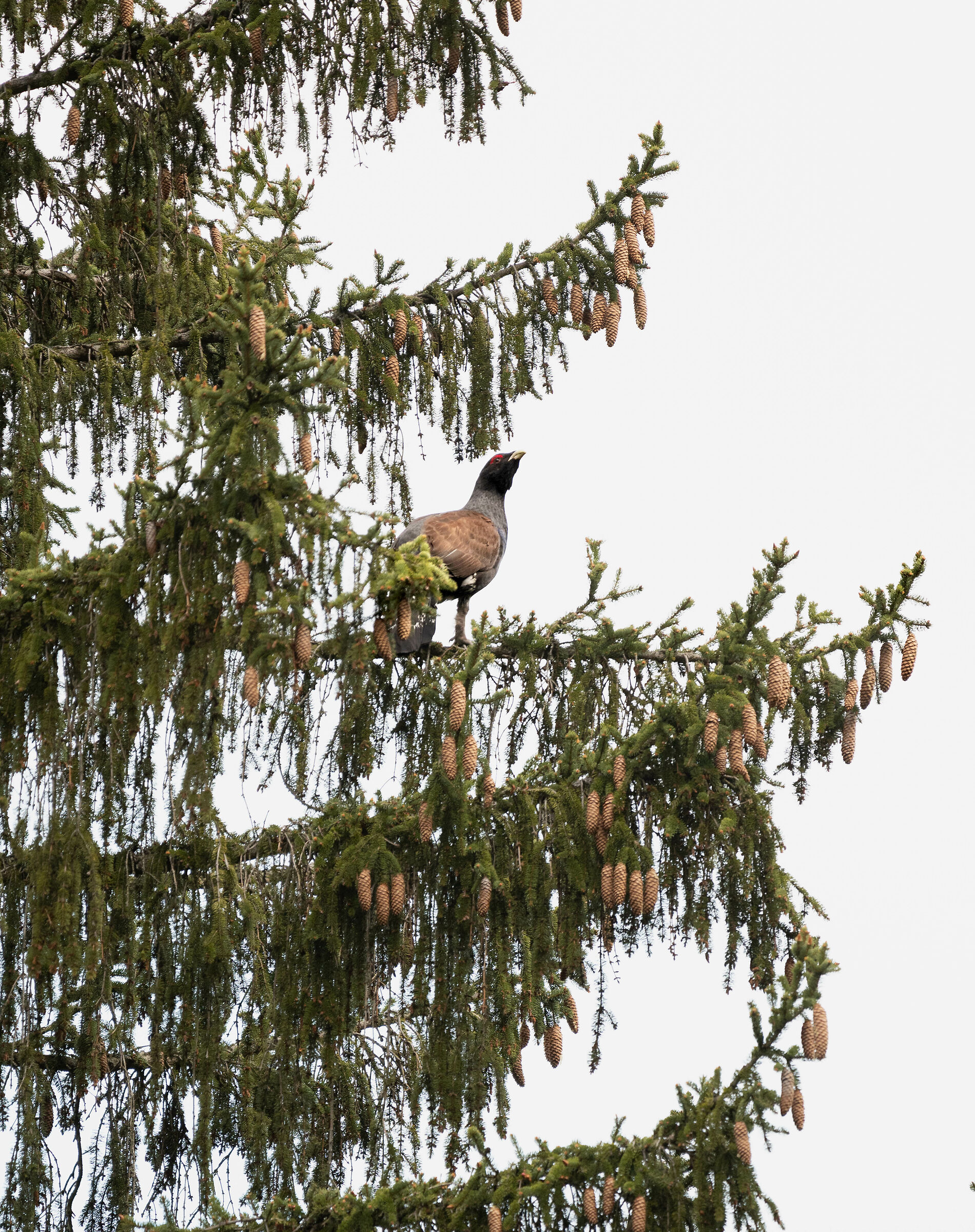 gallo cedrone su abete
