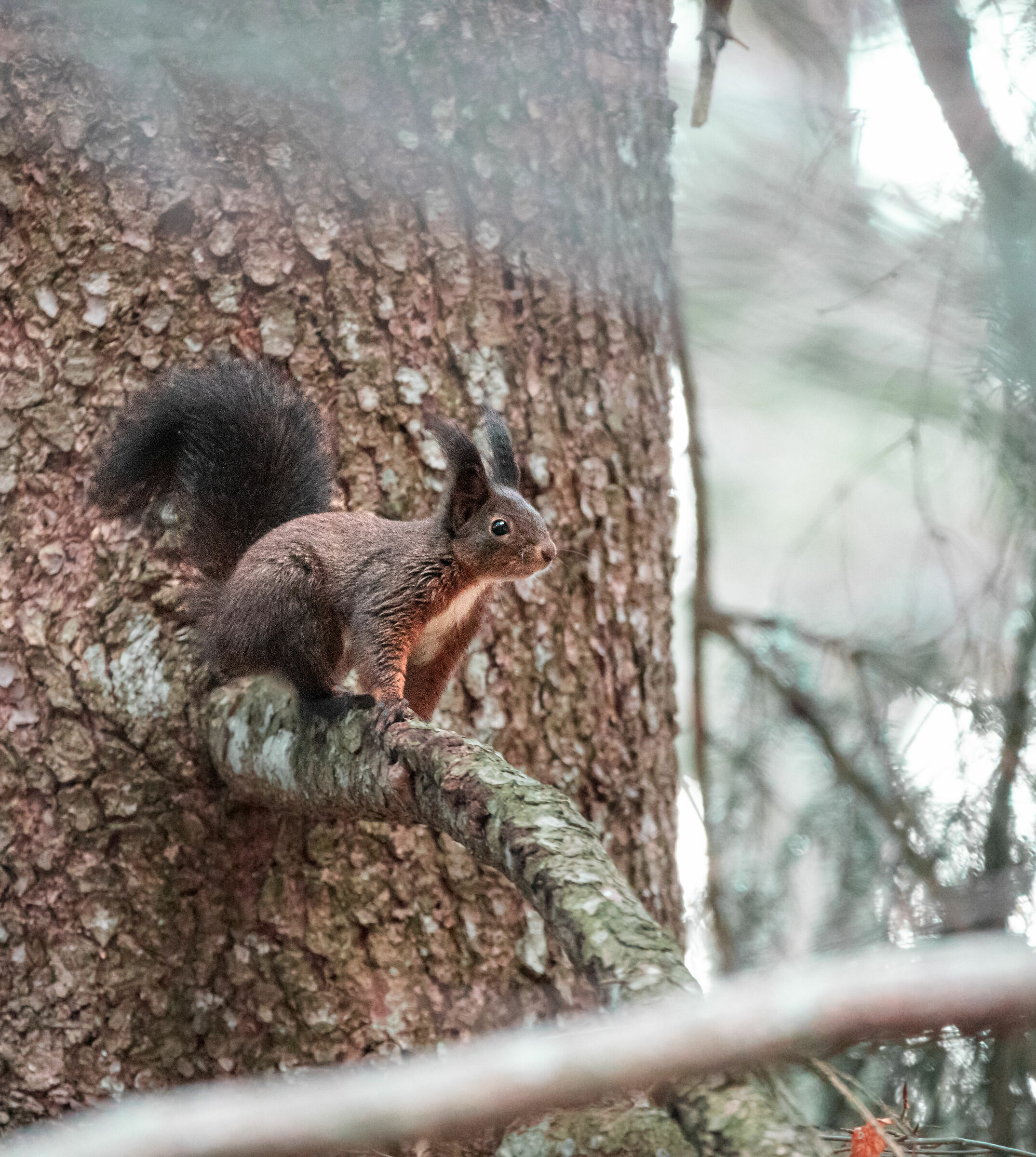 scoiattolo su abete rosso