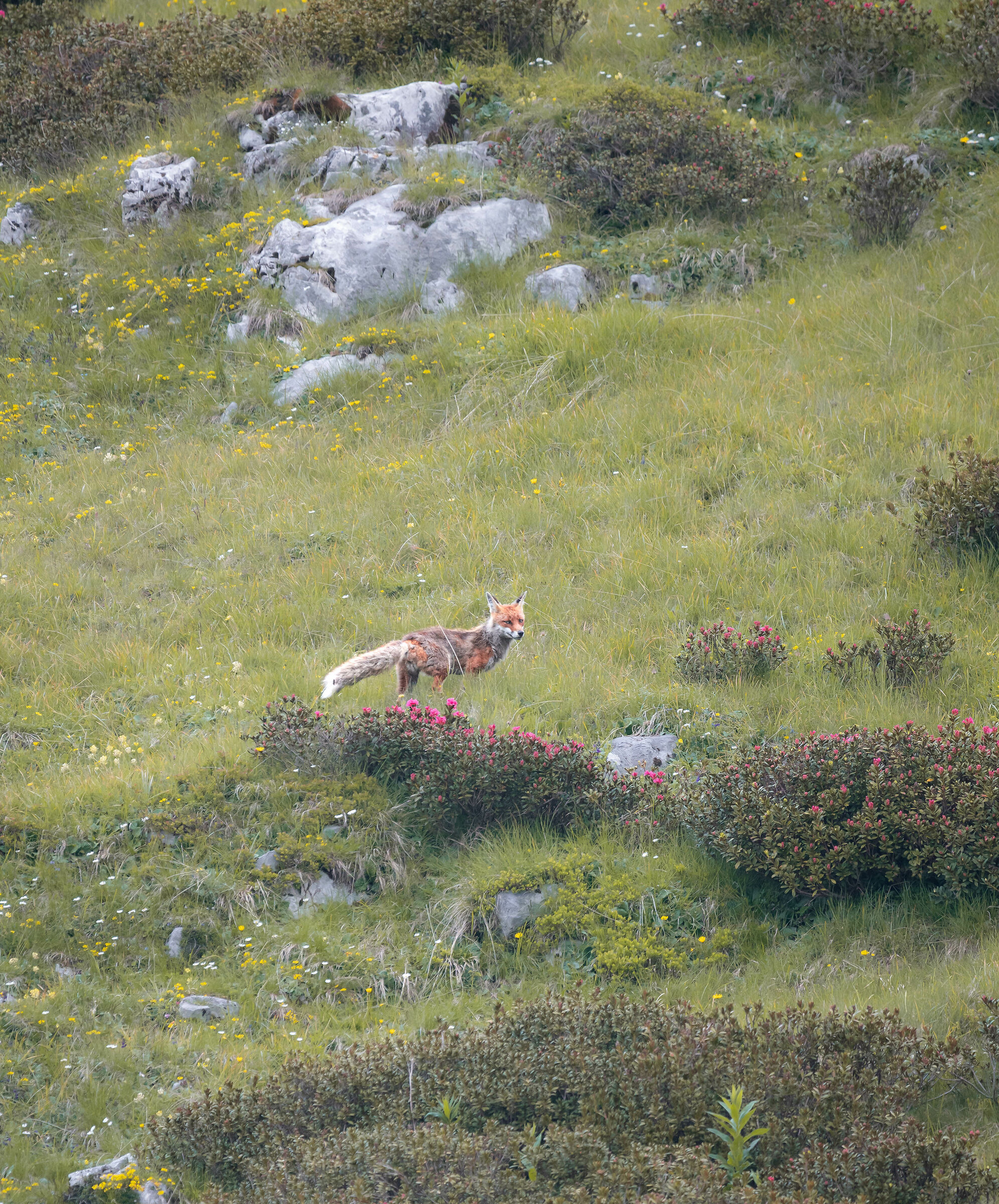 volpe a caccia - sguardo beffardo