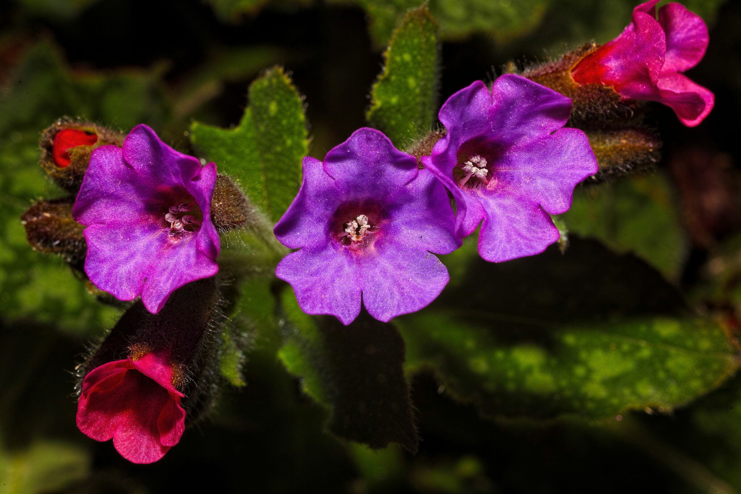 Pulmonaria officinalis L.