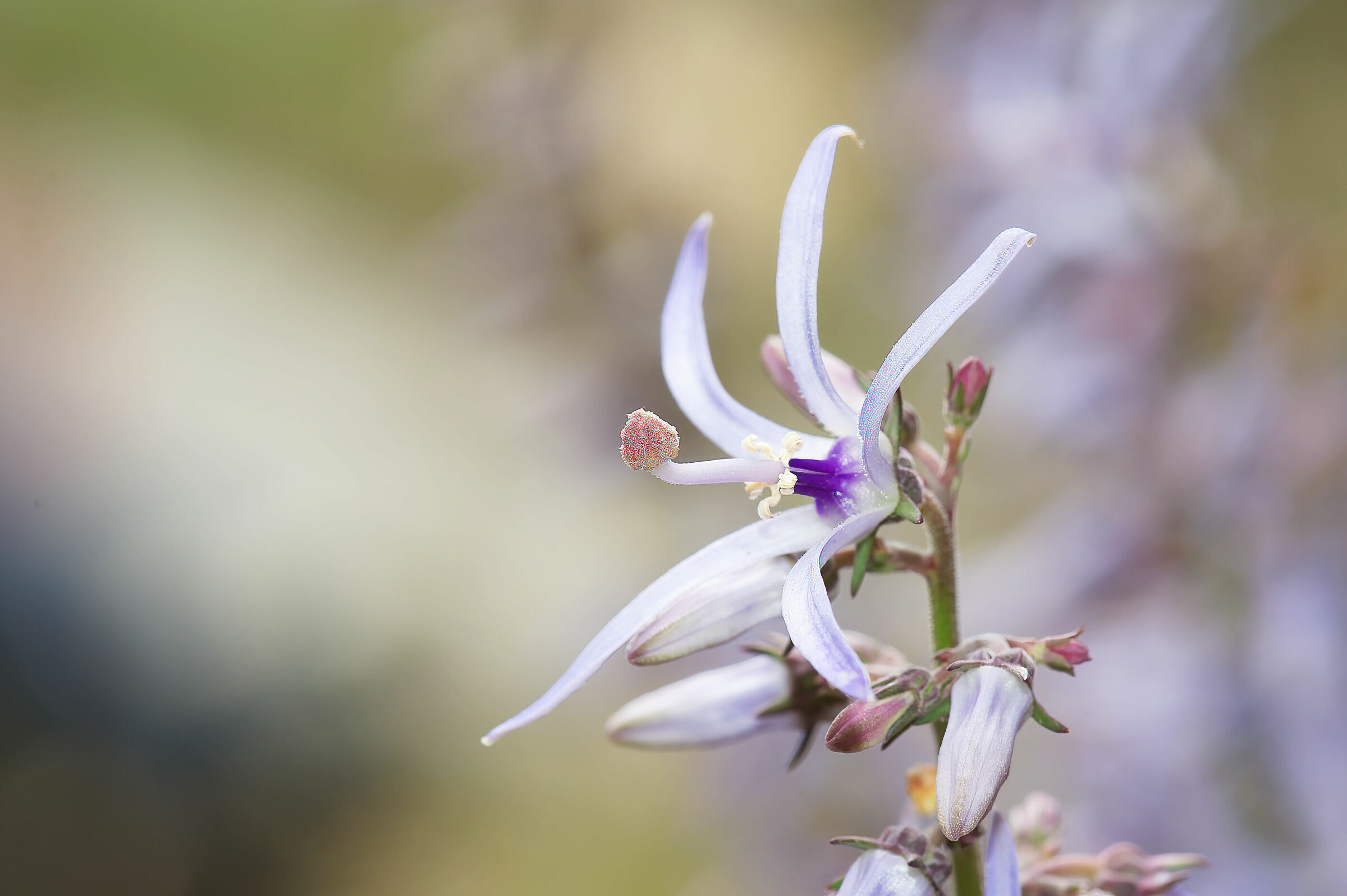 Asyneuma limonifolium (Crete)