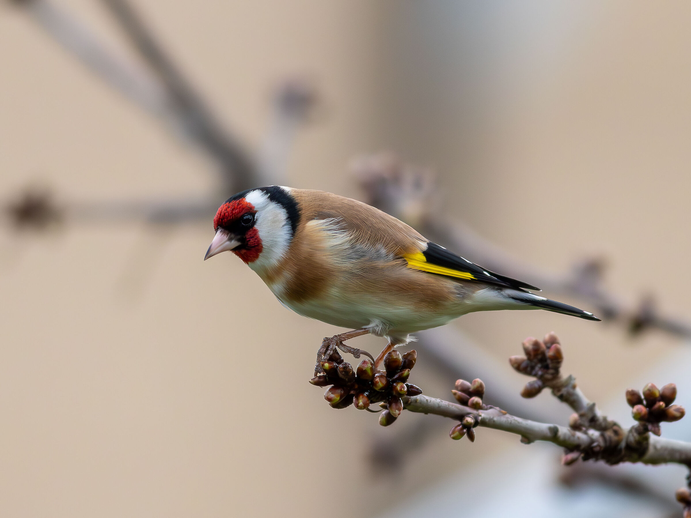Goldfinch