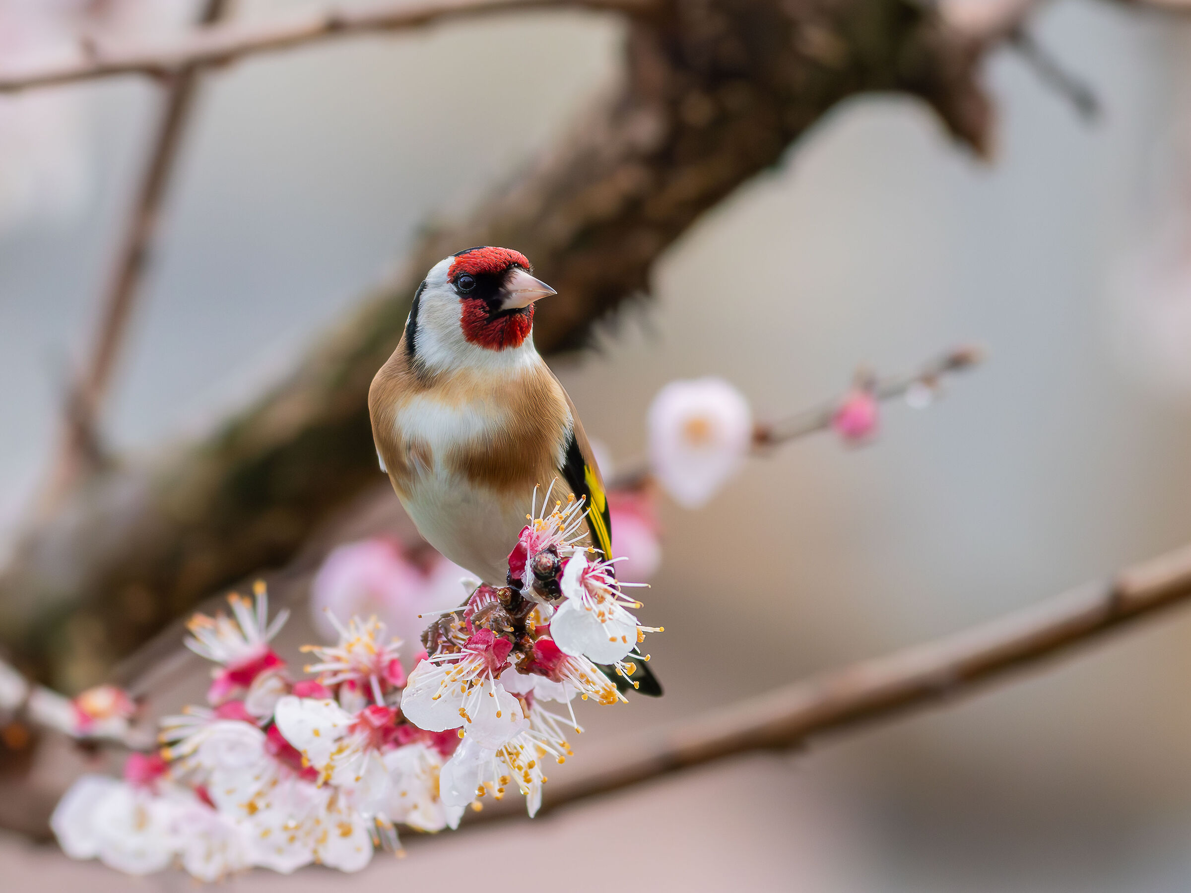 Goldfinch on apricot blossom