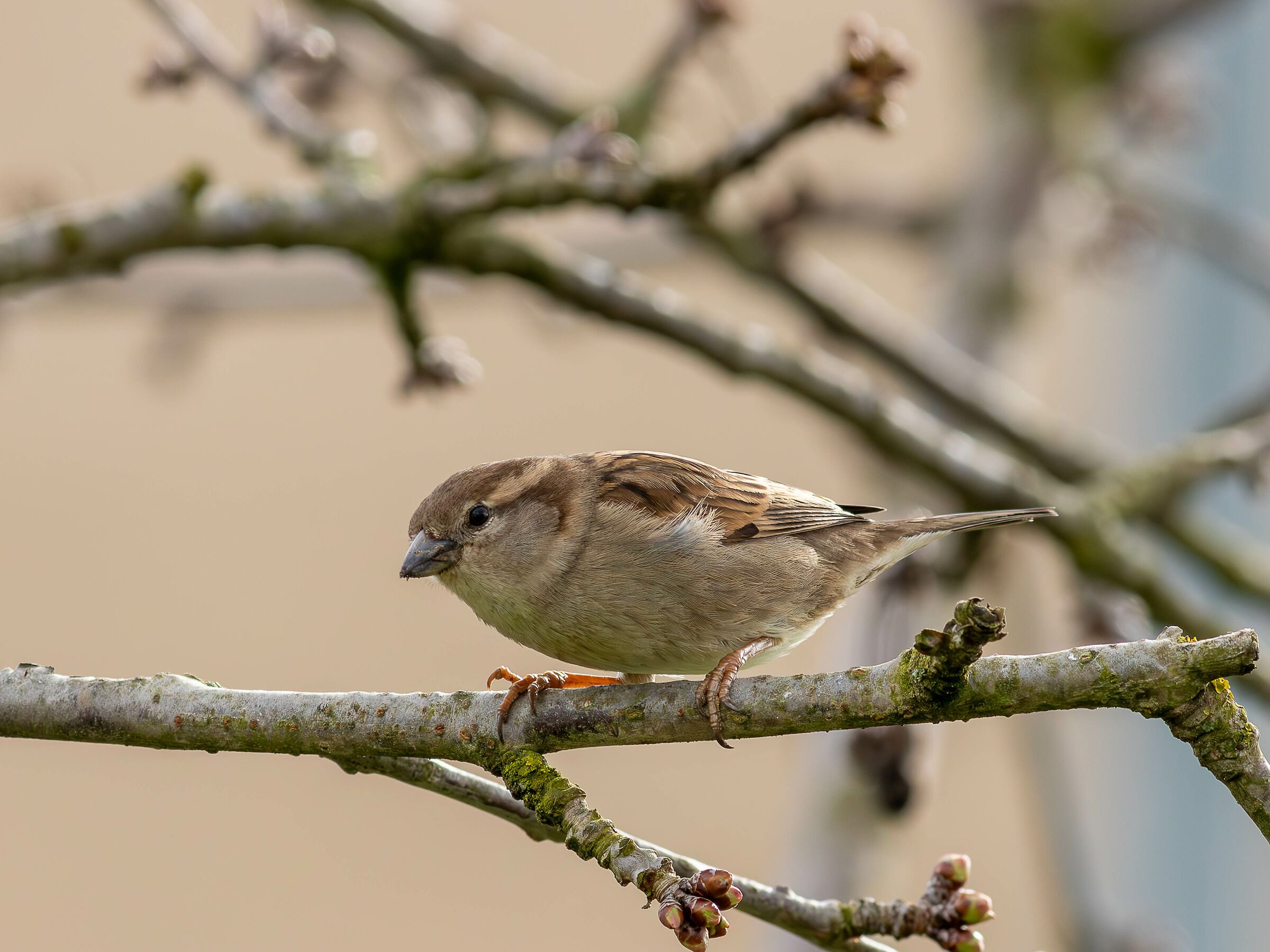 Passera d'Italia (F)