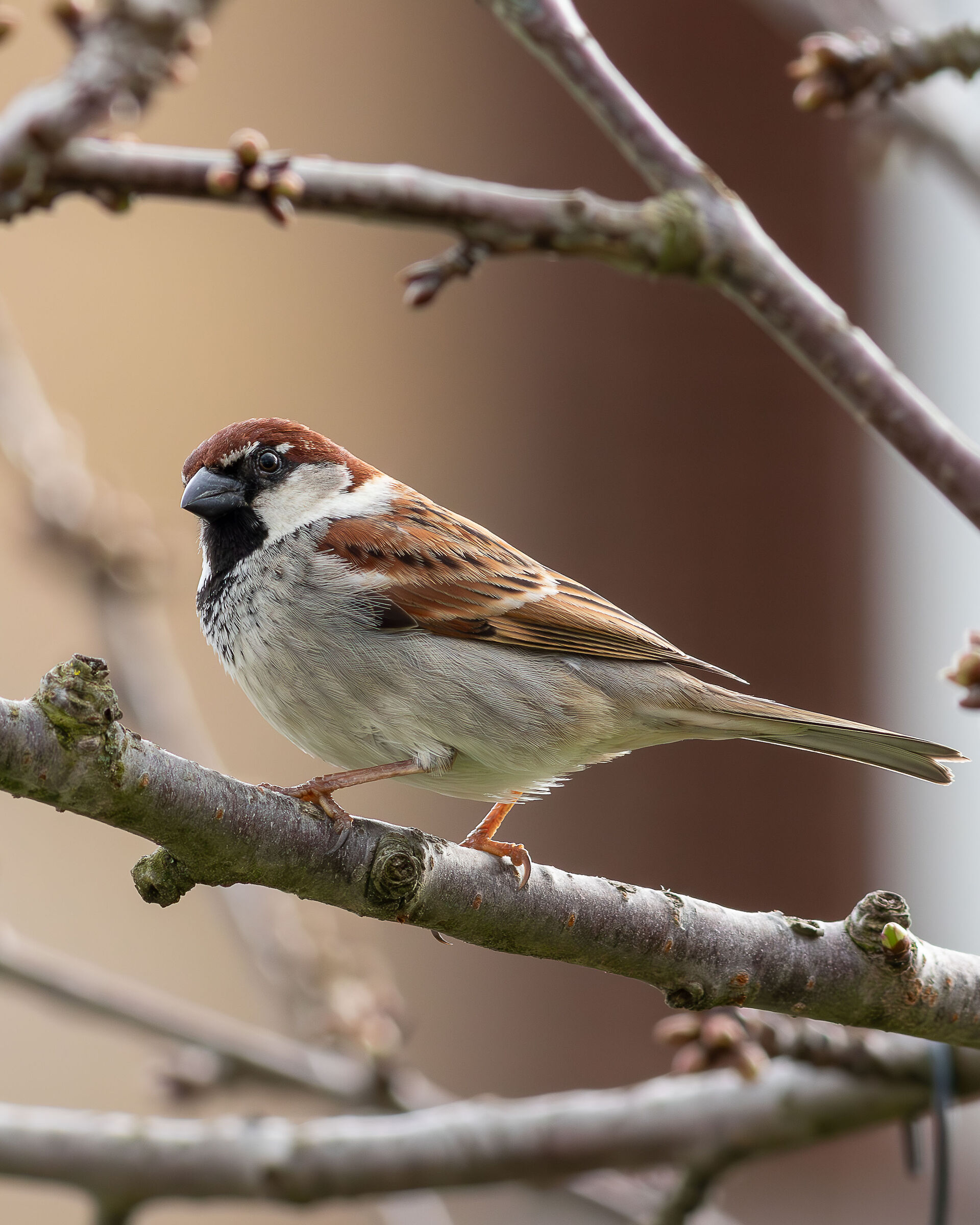 Passera d'Italia (M)