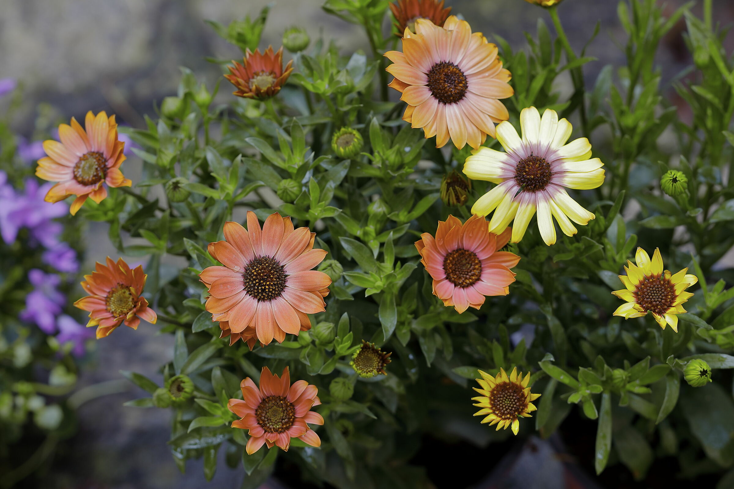 Dopo una nottata di pioggia